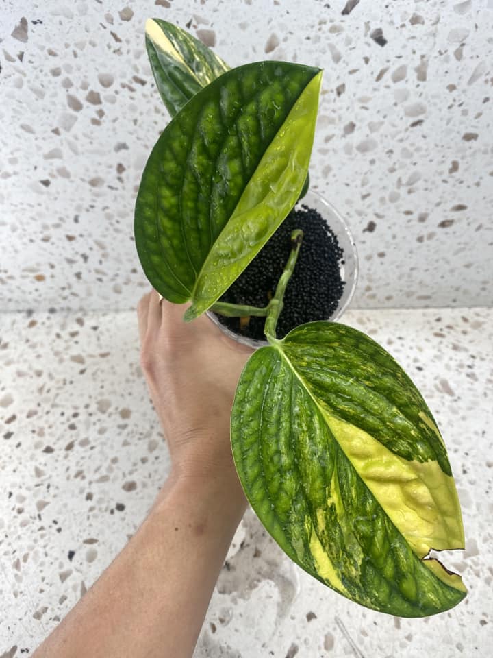 Monstera Peru Variegated 3 leaf top cutting