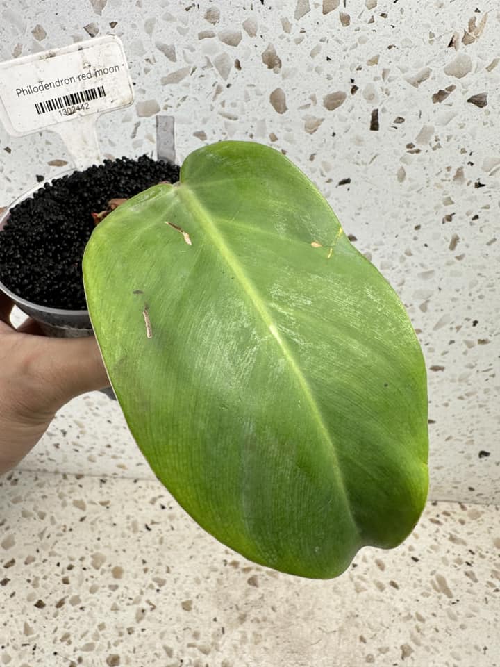 Philodendron Red Moon Variegated 1 leaf