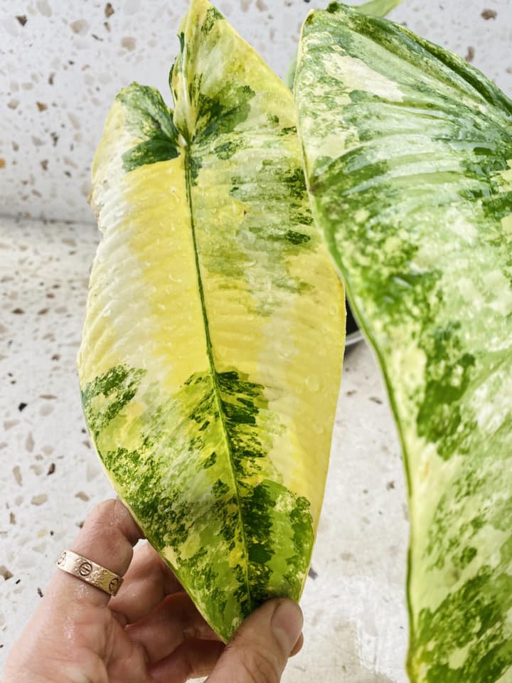 Schismatoglottis Wallichii variegated giant leaves