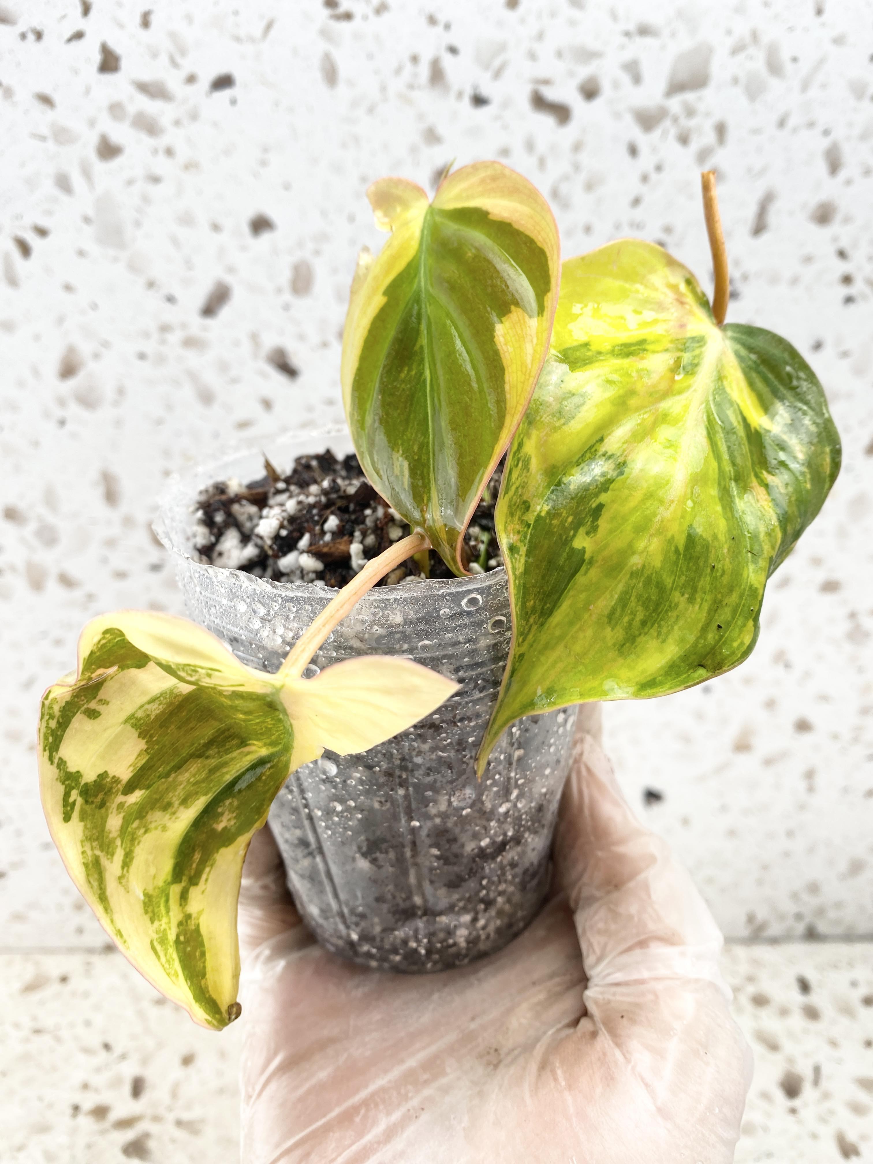 Preorder: Philodendron Micans Variegated  Ship March 25th