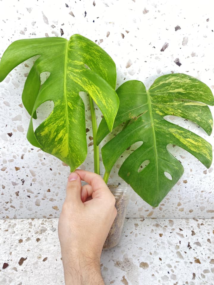 Monstera Aurea Tricolor 2 leaf top cutting (slightly rooted)