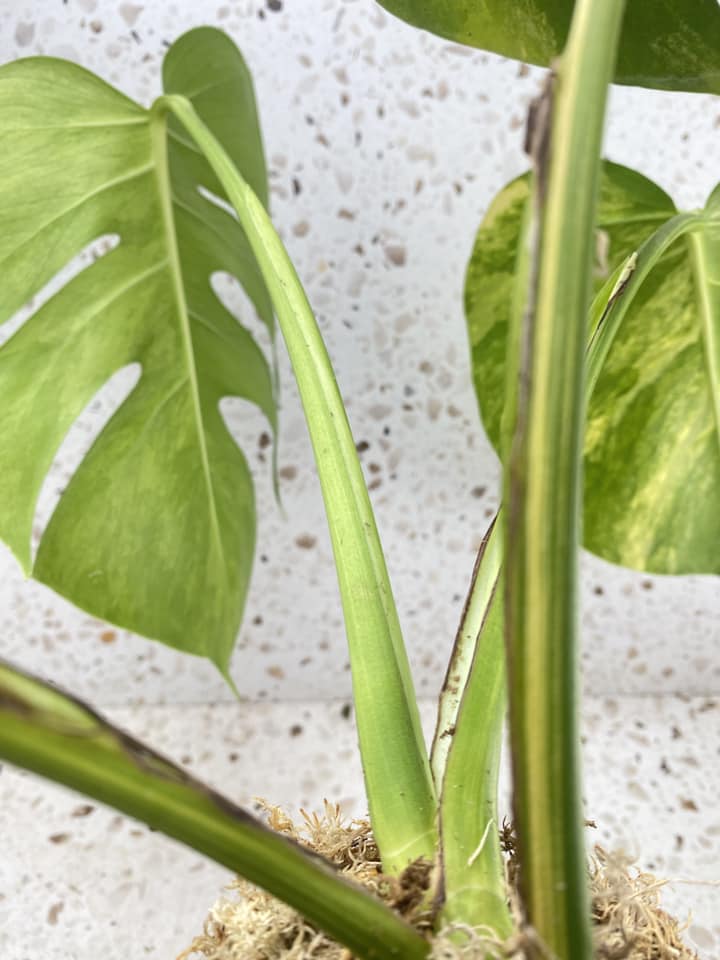 Monstera Aurea Tricolor 4 leaf top cutting highly variegated (rooting in moss)