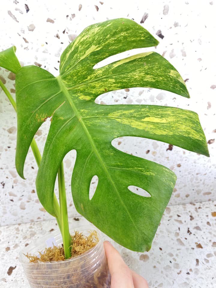 Monstera Aurea Tricolor 2 leaf top cutting (slightly rooted)