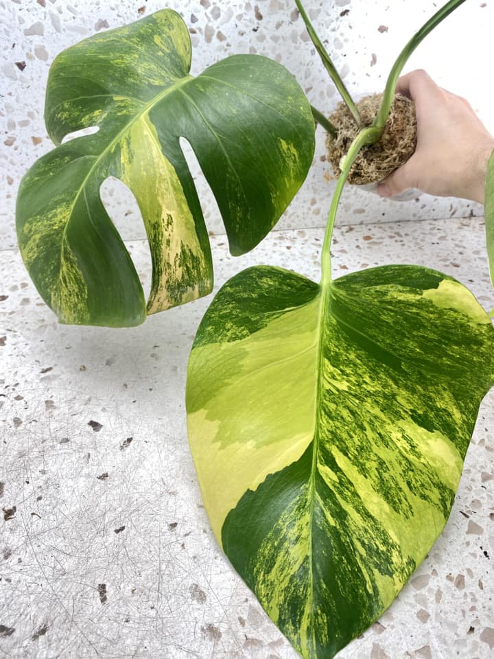 Monstera Aurea Tricolor 4 leaf top cutting highly variegated (rooting in moss)