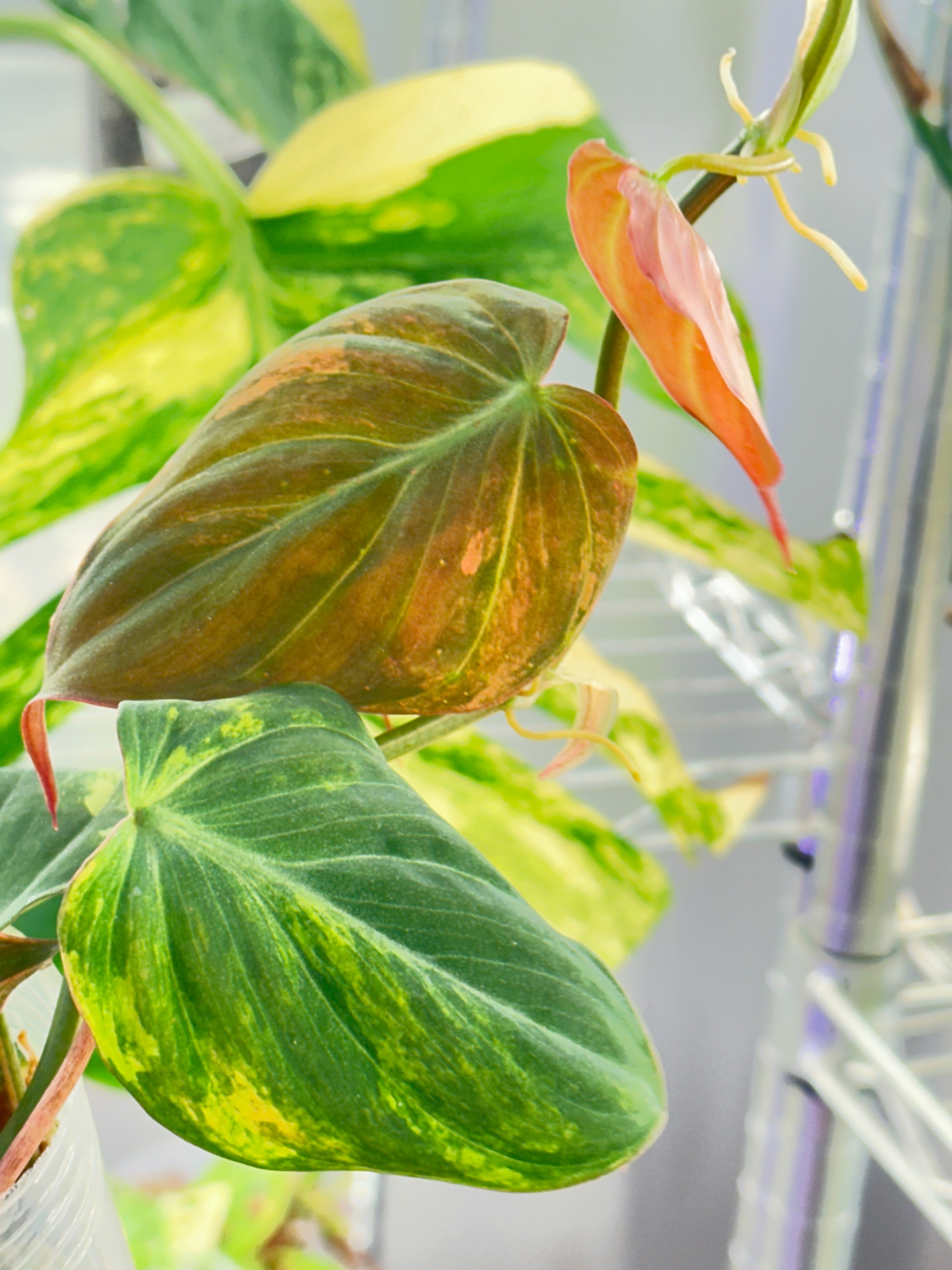 Philodendron Micans Variegated  Multiple Leaves Slightly Rooted