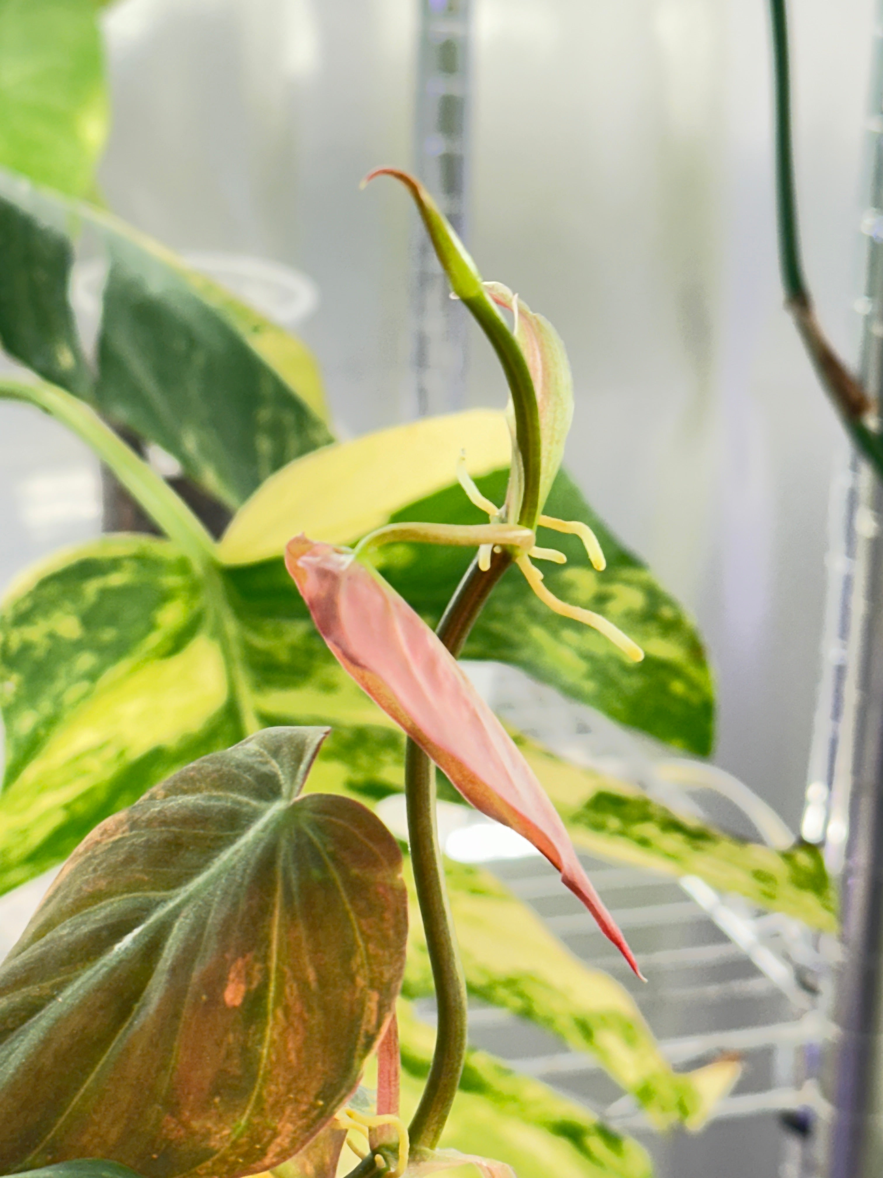 Philodendron Micans Variegated  Multiple Leaves Slightly Rooted