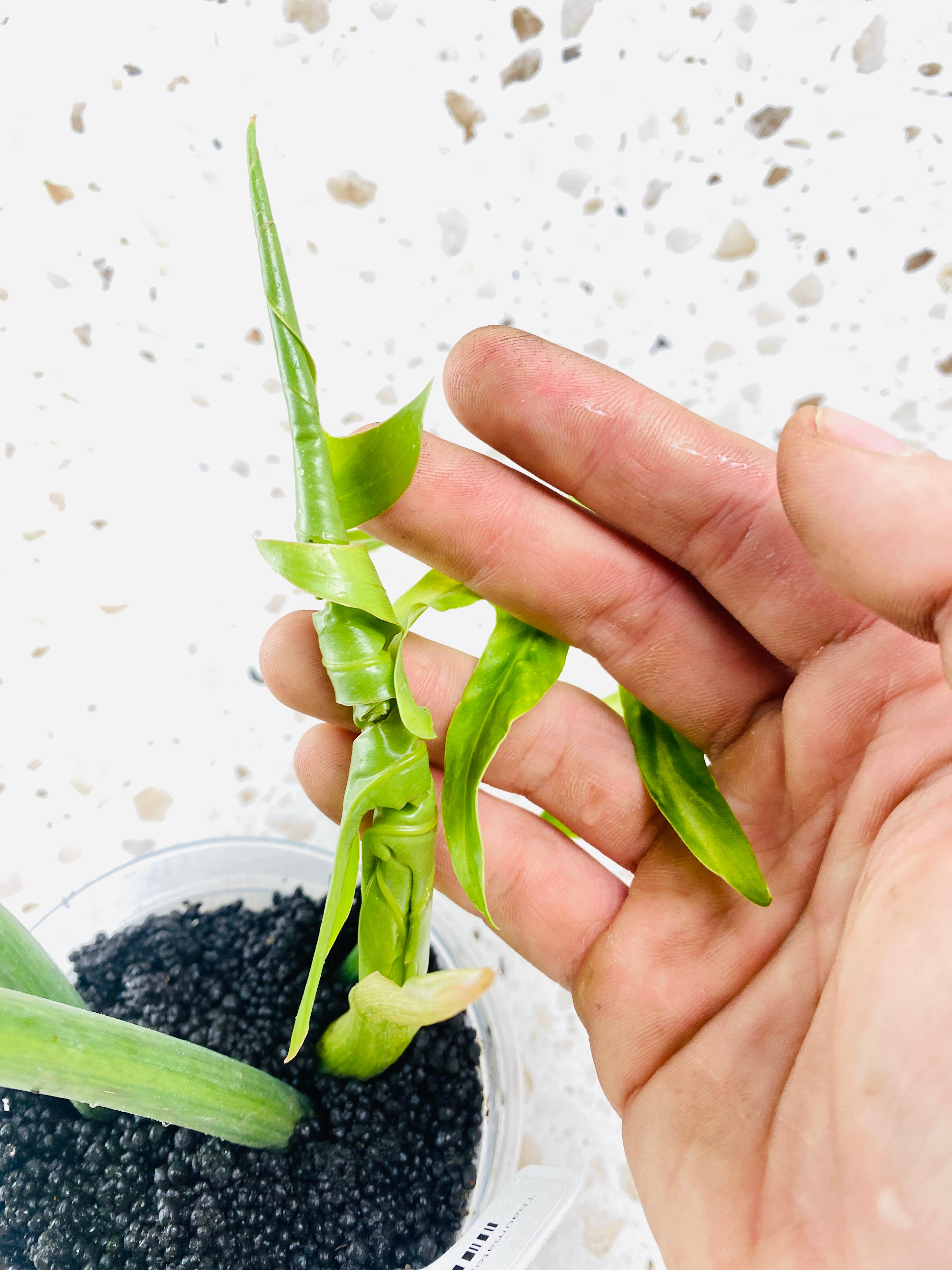 Thaumatophyllum Radiatum Variegated 3 leaves 1 shoot top cutting