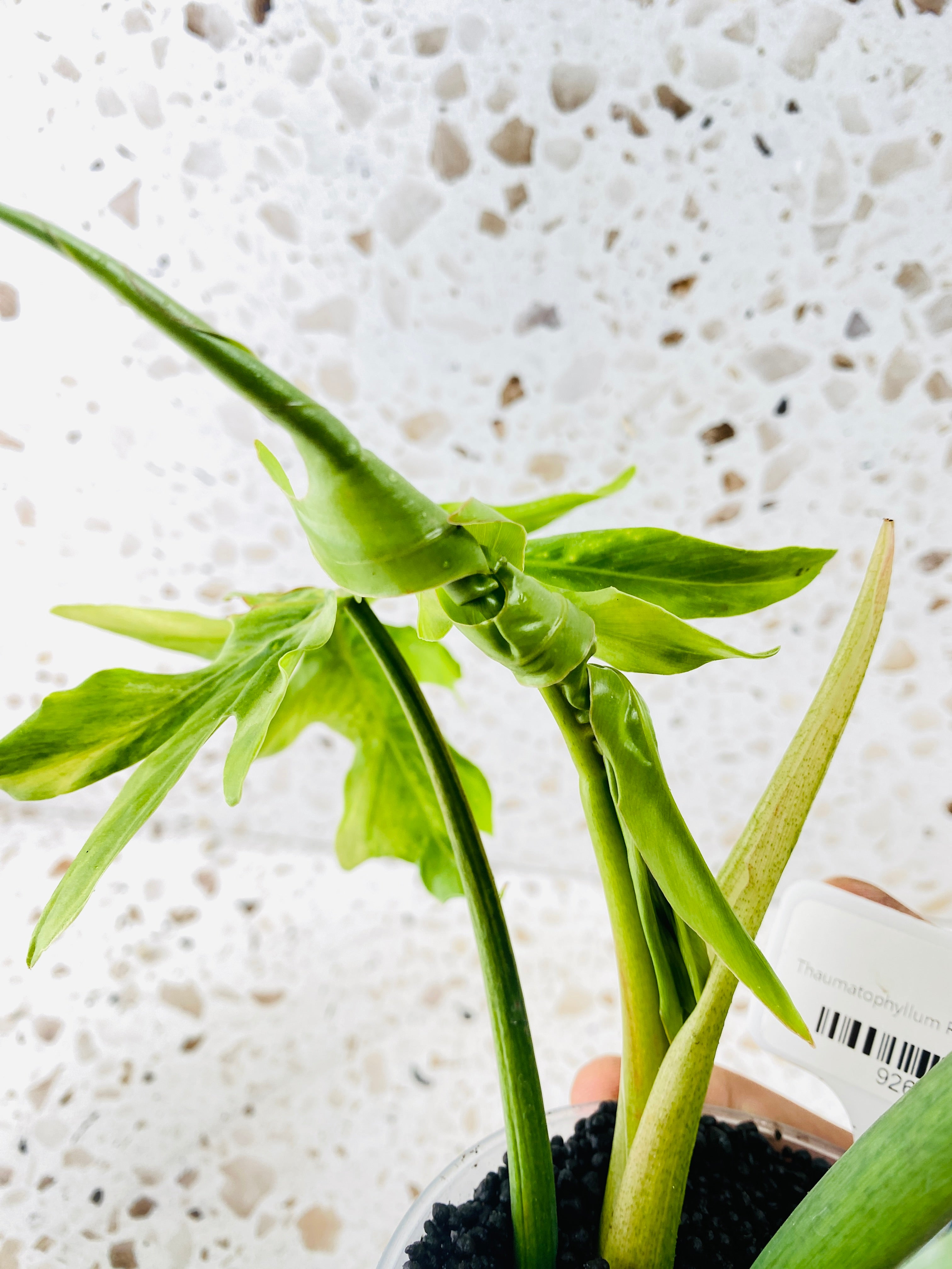 Thaumatophyllum Radiatum Variegated 3 leaves 1 shoot top cutting