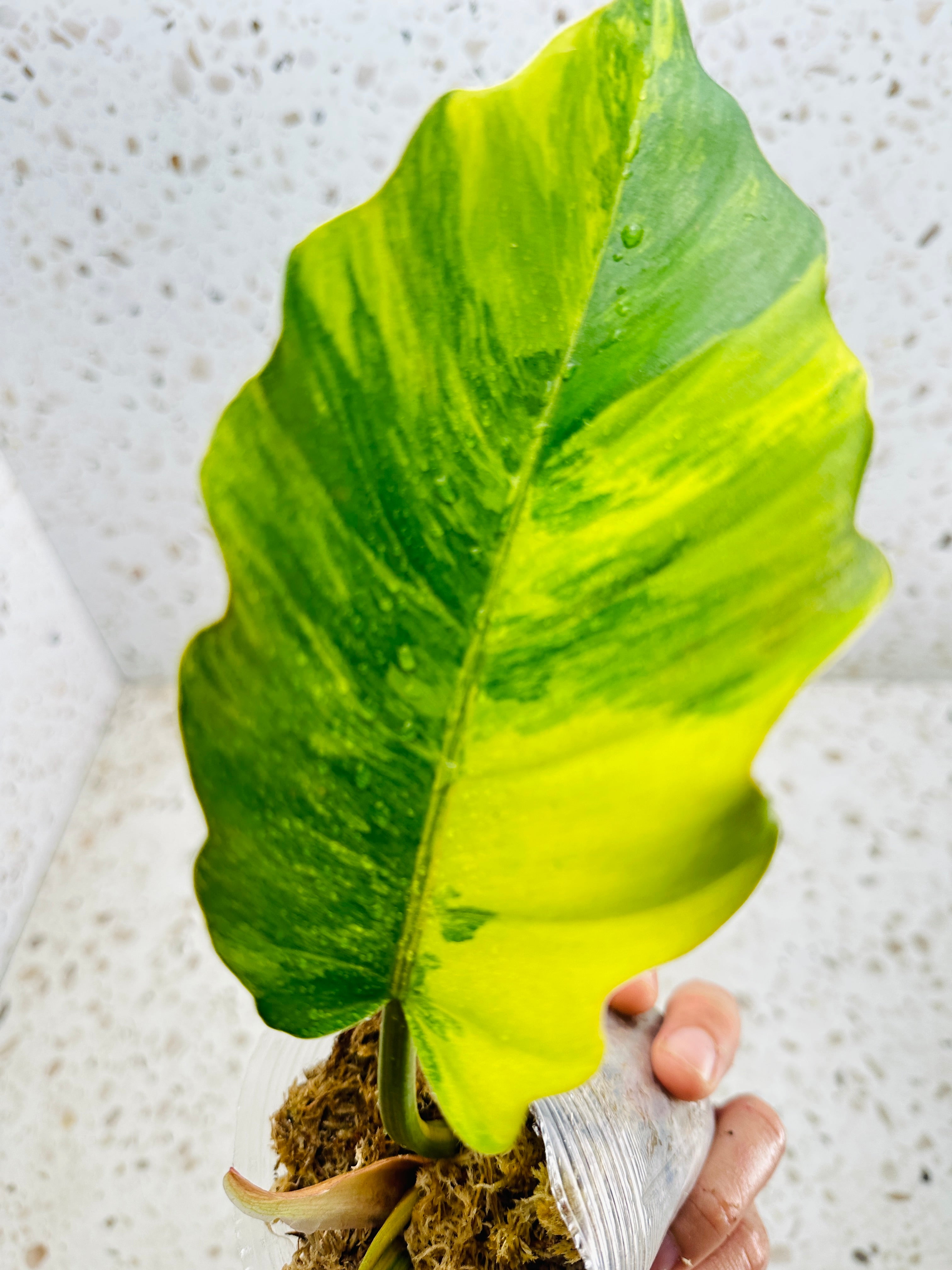 Unicorn: Philodendron Caramel Marble 2 leaves Highly Variegated Top Cutting Slightly Rooted