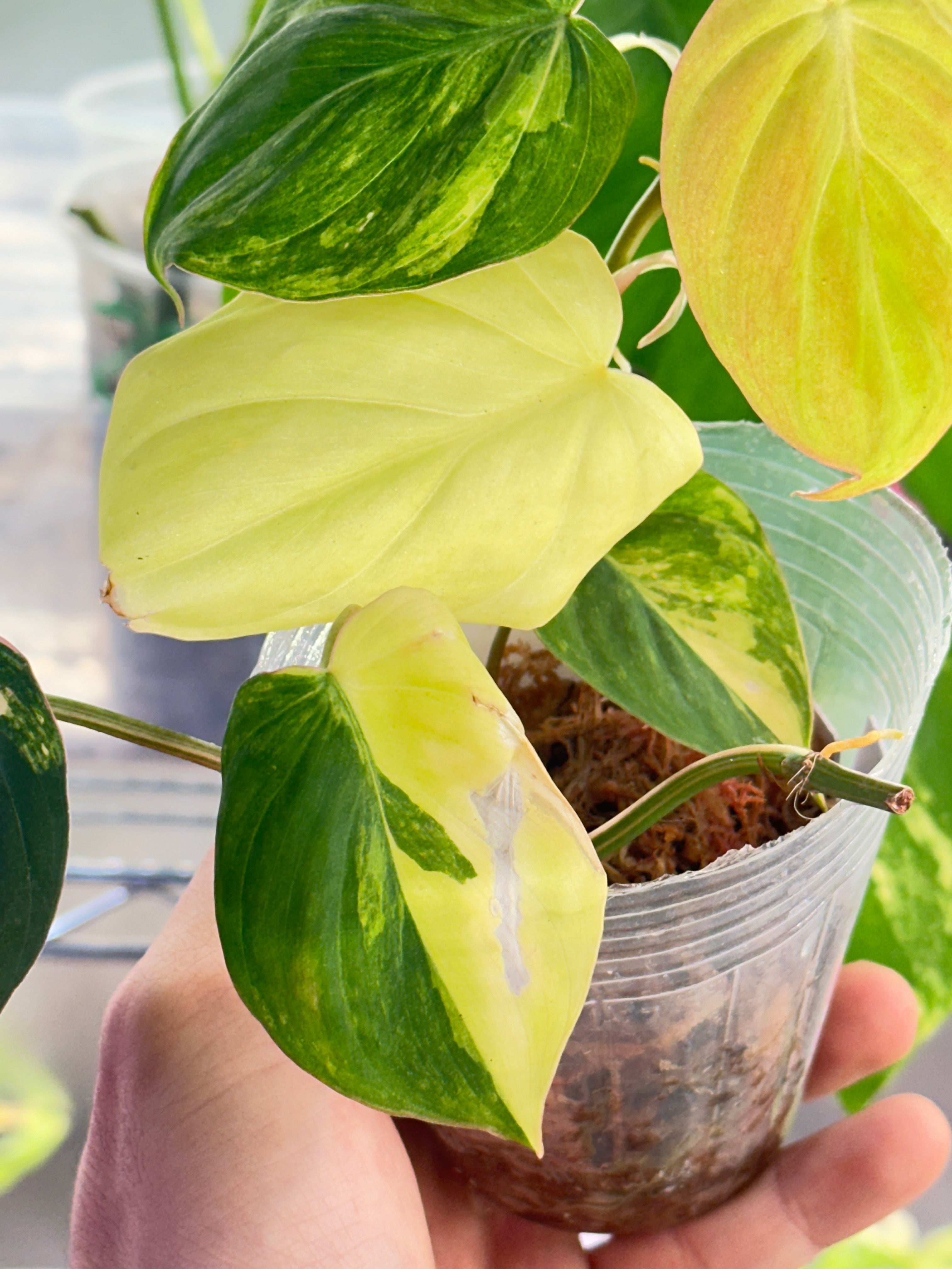 Philodendron micans Variegated Multiple Leaves Multiple Nodes top cutting  rooted