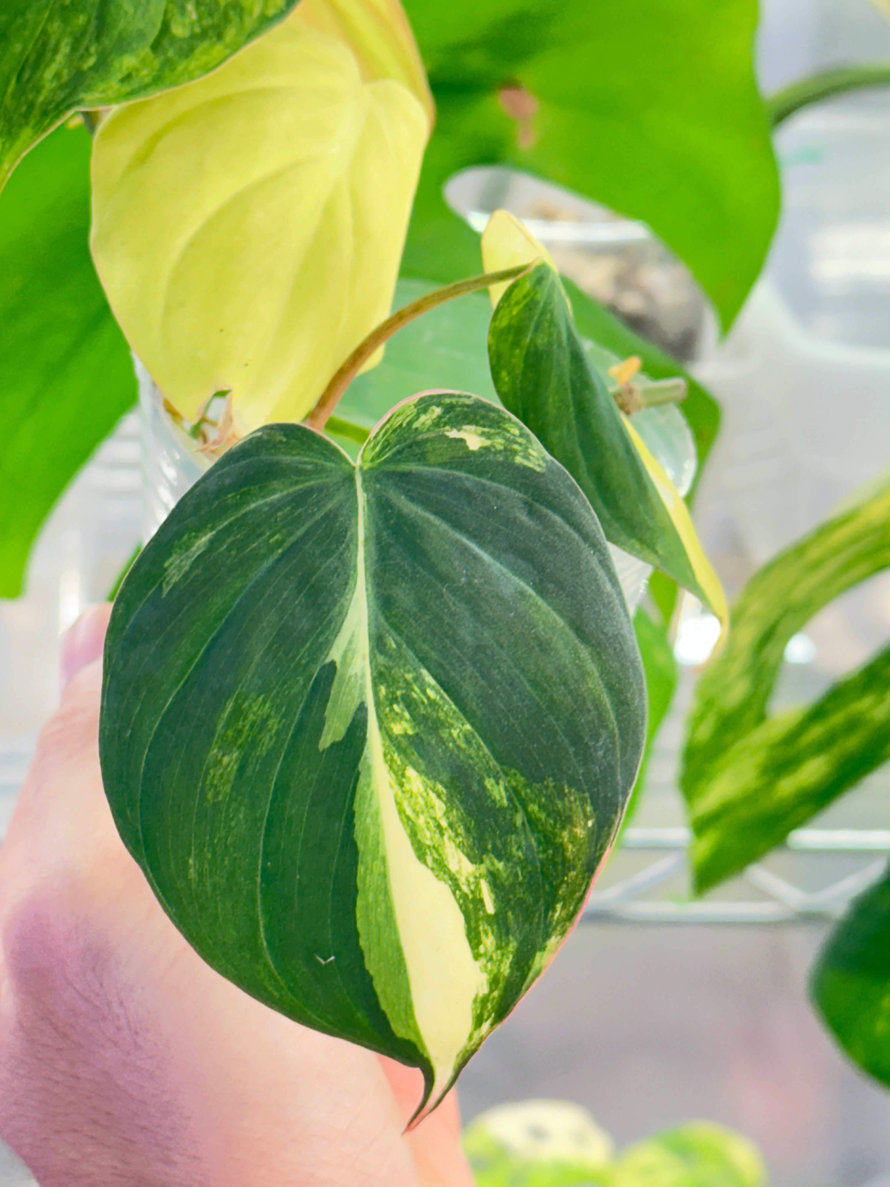 Philodendron micans Variegated Multiple Leaves Multiple Nodes top cutting  rooted