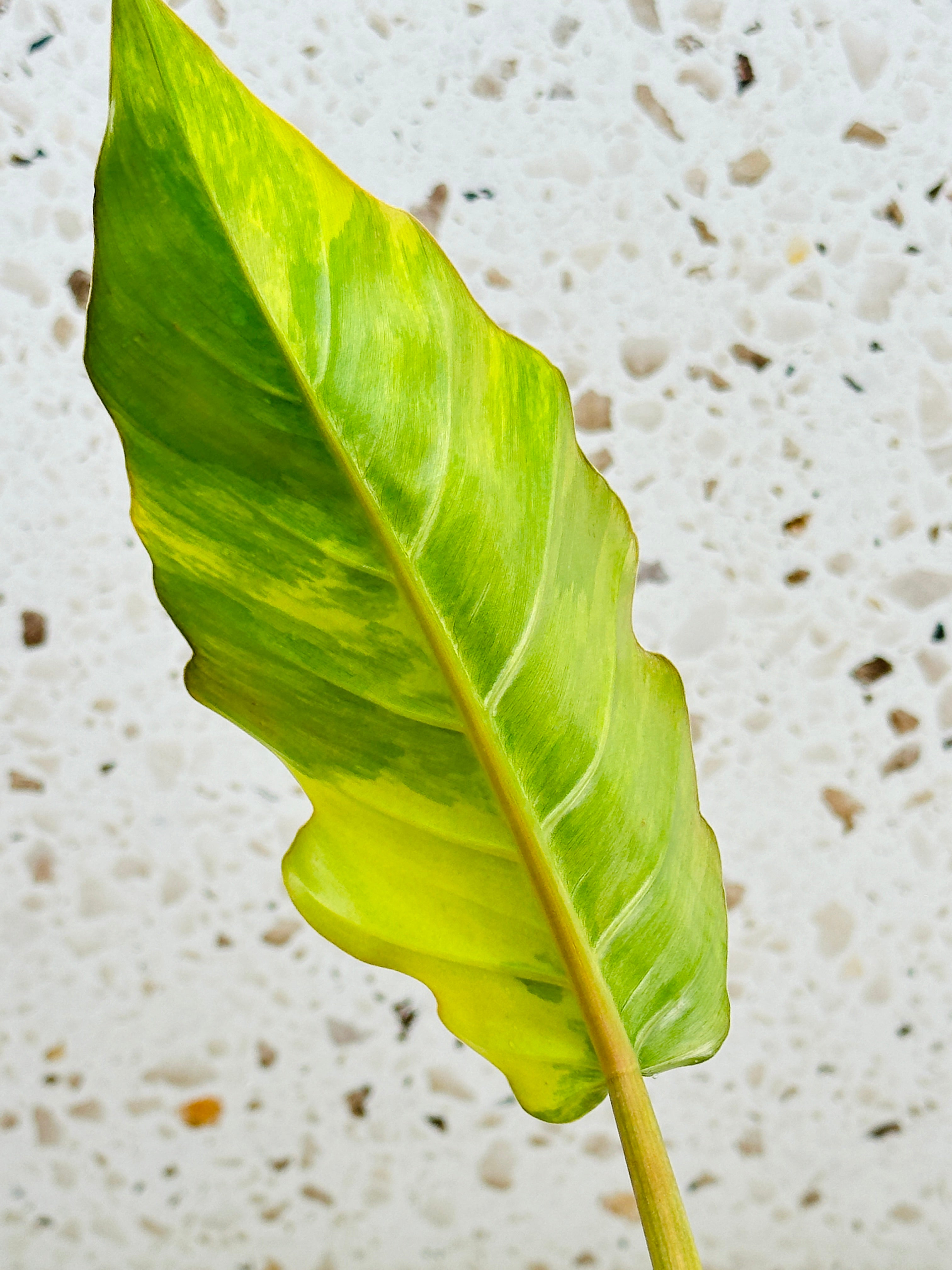 Unicorn: Philodendron Caramel Marble 2 leaves Highly Variegated Top Cutting Slightly Rooted