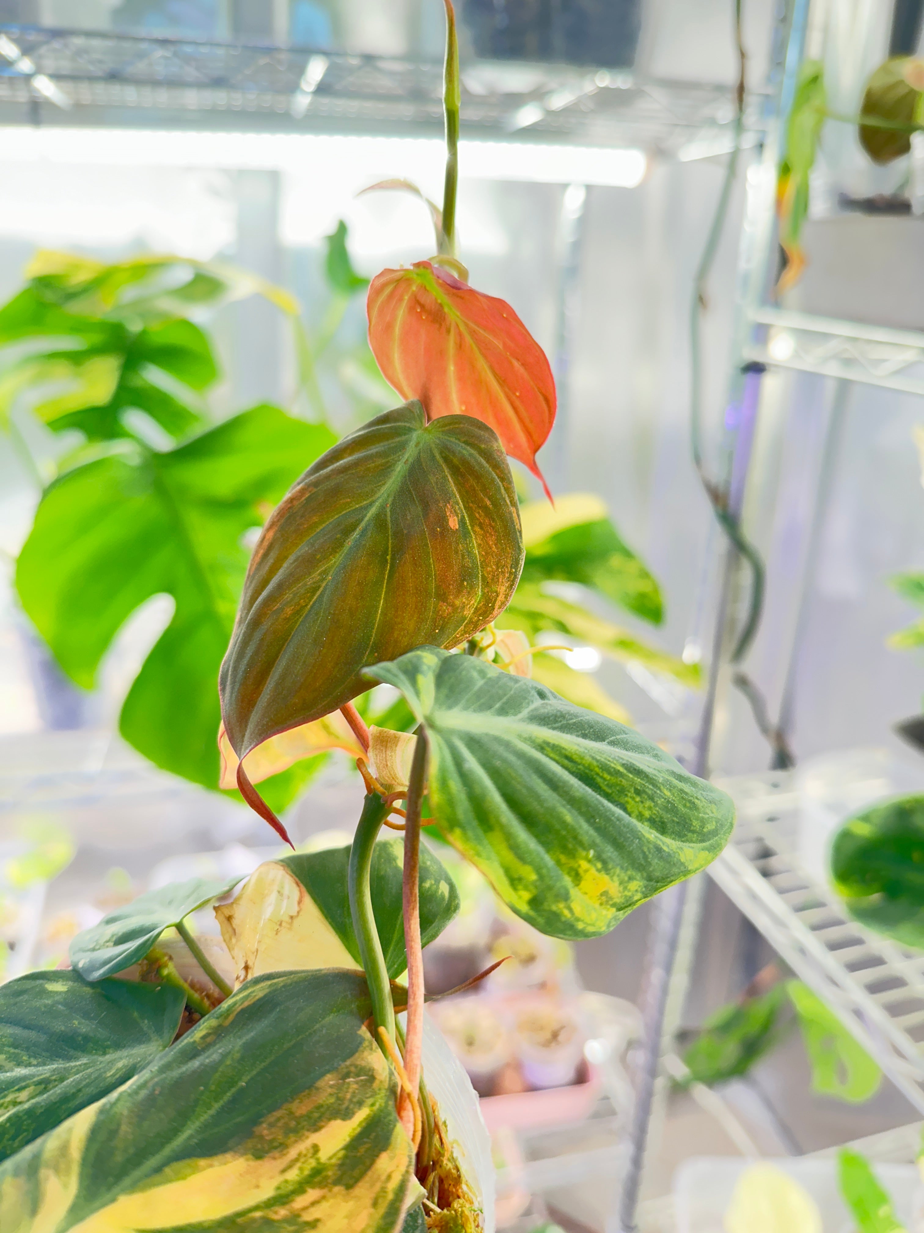 Philodendron Micans Variegated  Multiple Leaves Slightly Rooted