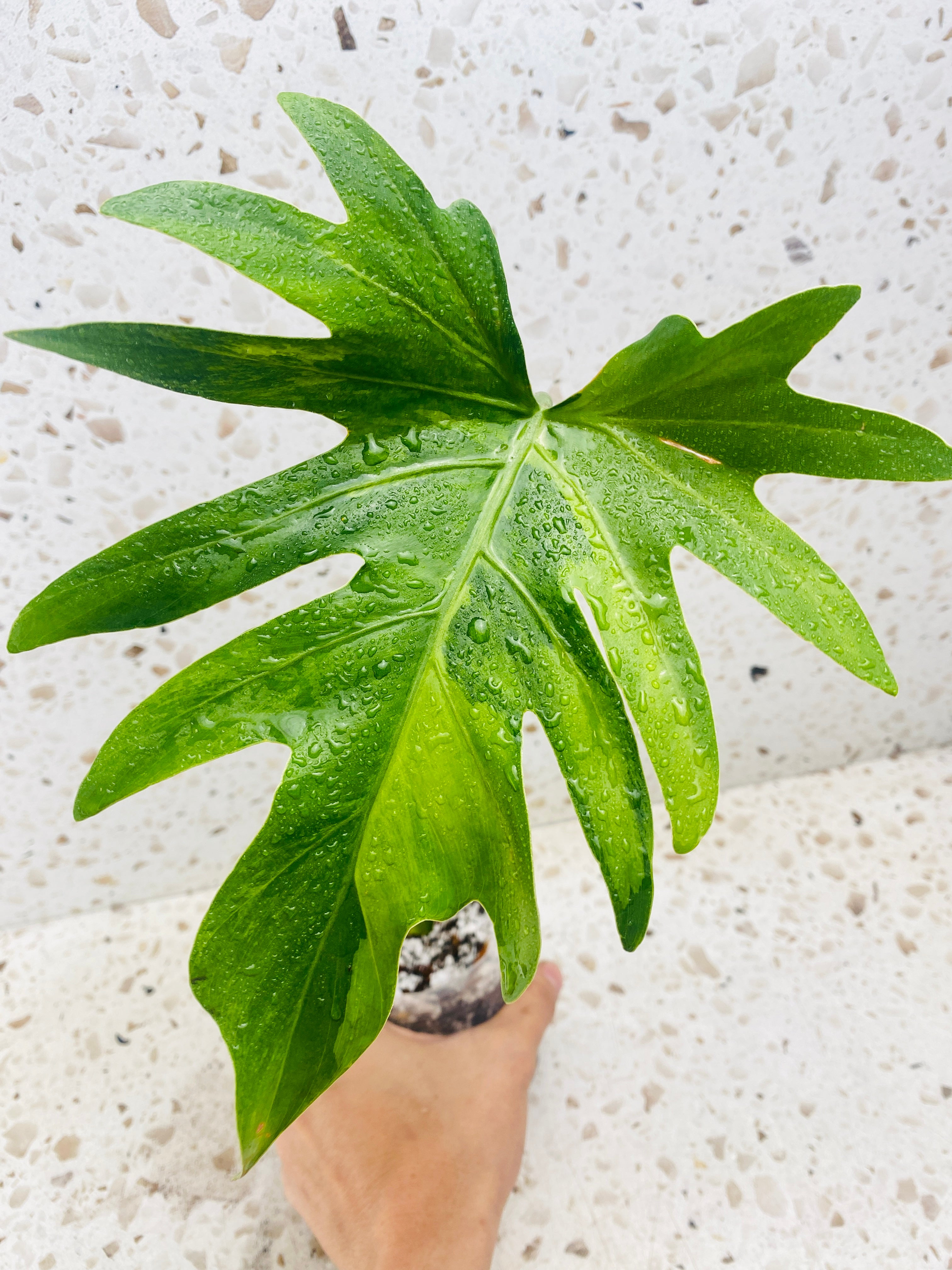 Philodendron Radiatum Variegated (thaumatophyllum radiatum variegated)