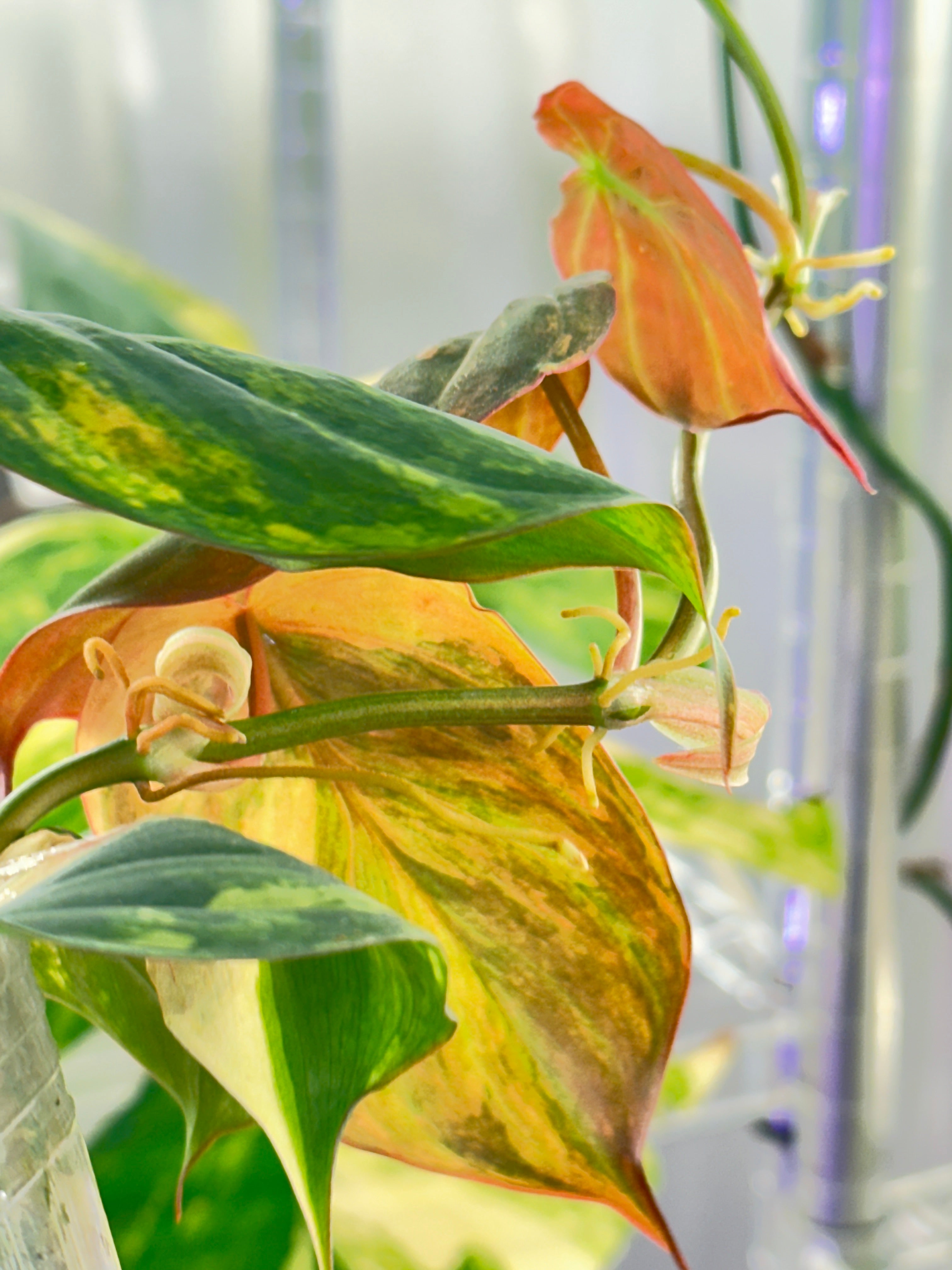 Philodendron Micans Variegated  Multiple Leaves Slightly Rooted