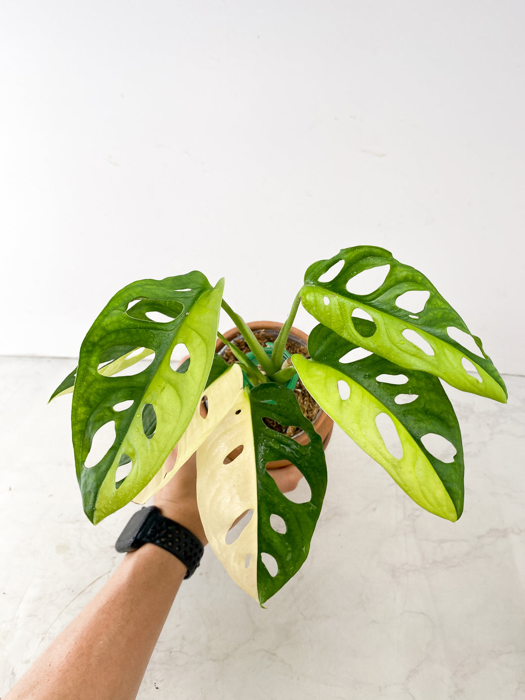 Add on only: Monstera Adansonii Aurea Variegated node with multiple sprouts