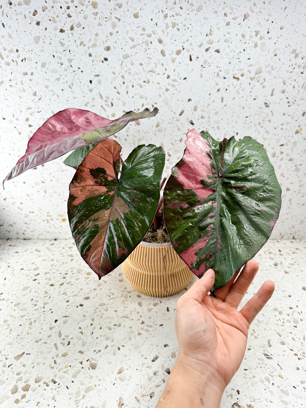 Alocasia Serendipity Variegated big chonk