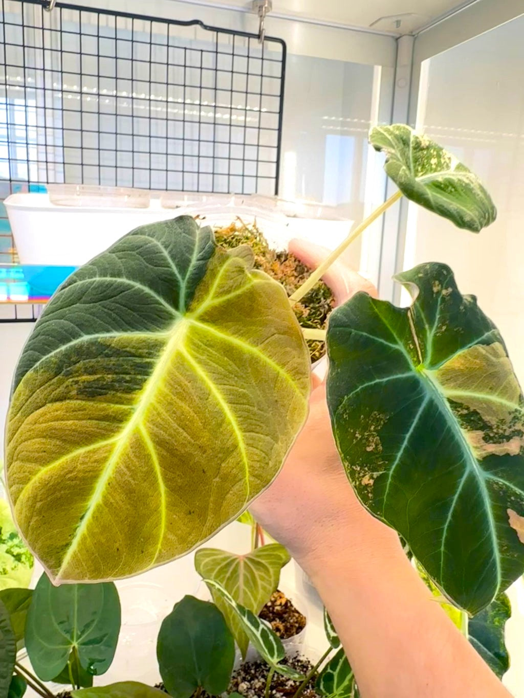 Alocasia Black  Velvet Gold Tricolor Variegated corm A