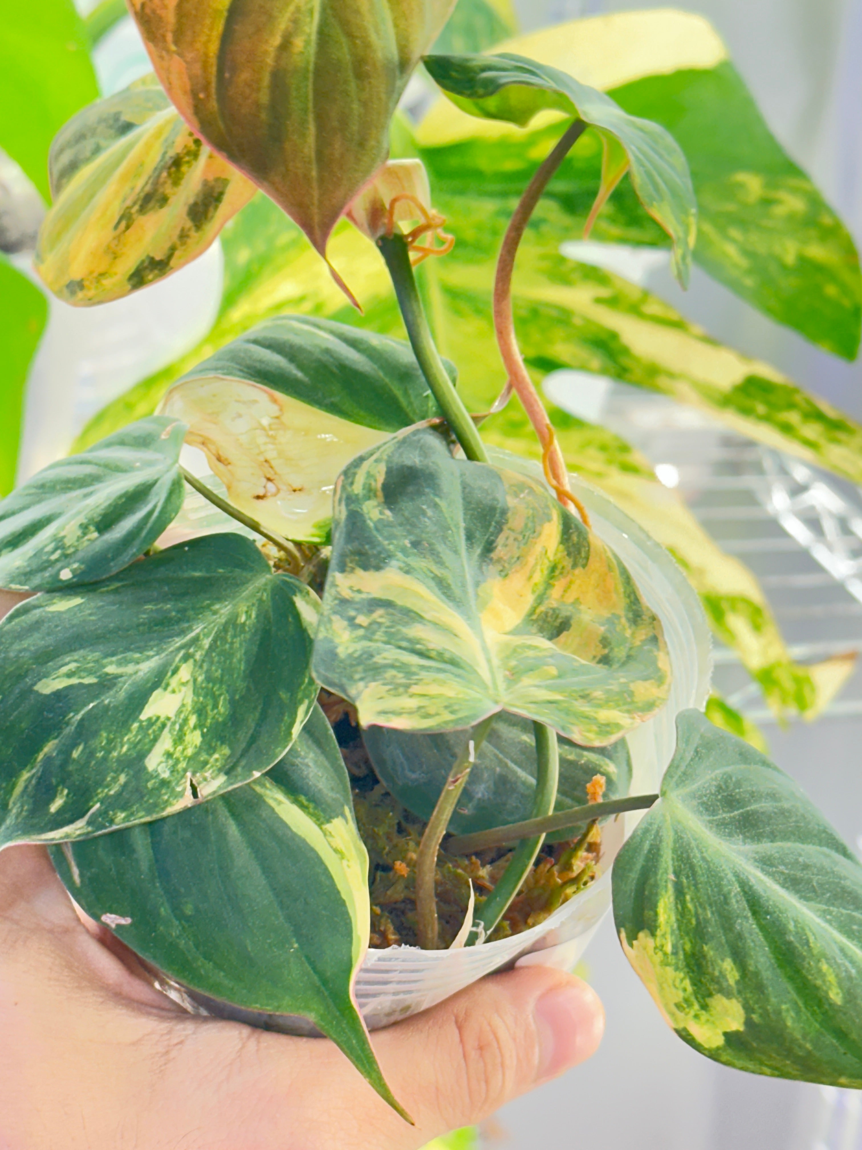 Philodendron Micans Variegated  Multiple Leaves Slightly Rooted