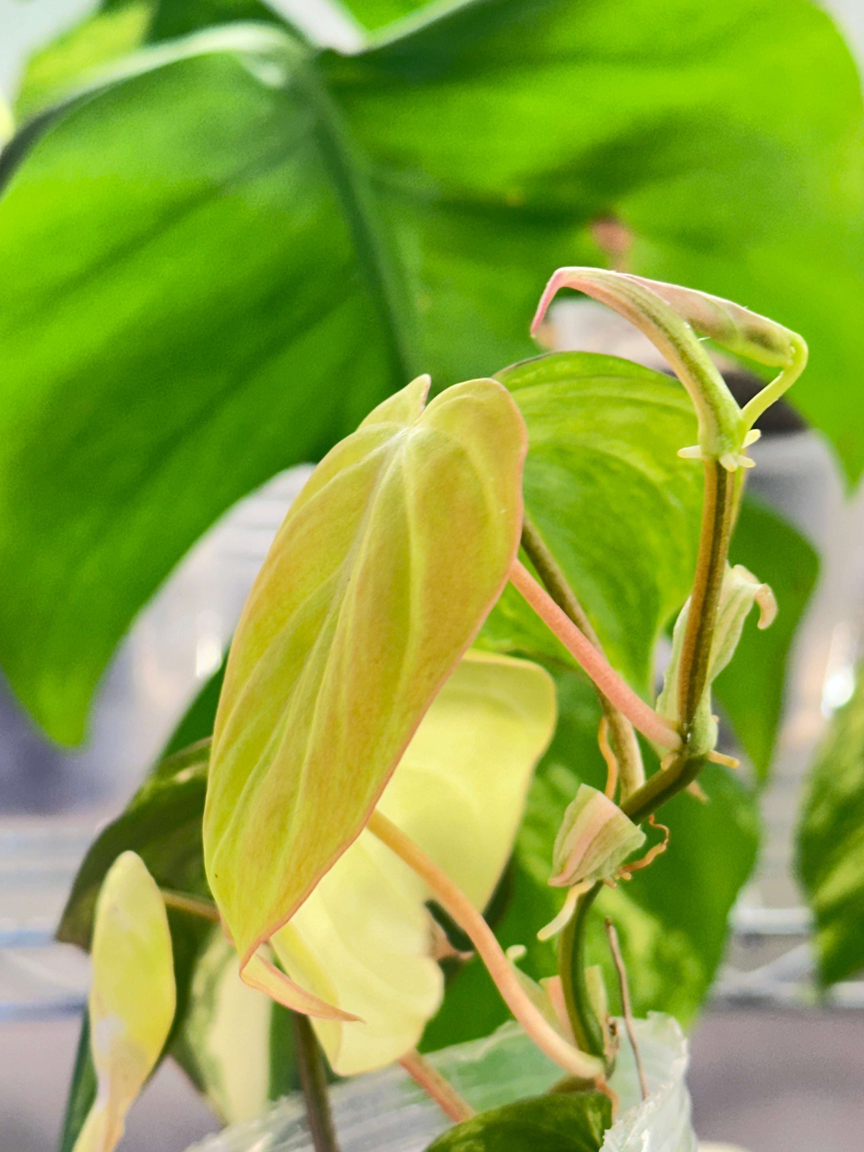 Philodendron micans Variegated Multiple Leaves Multiple Nodes top cutting  rooted