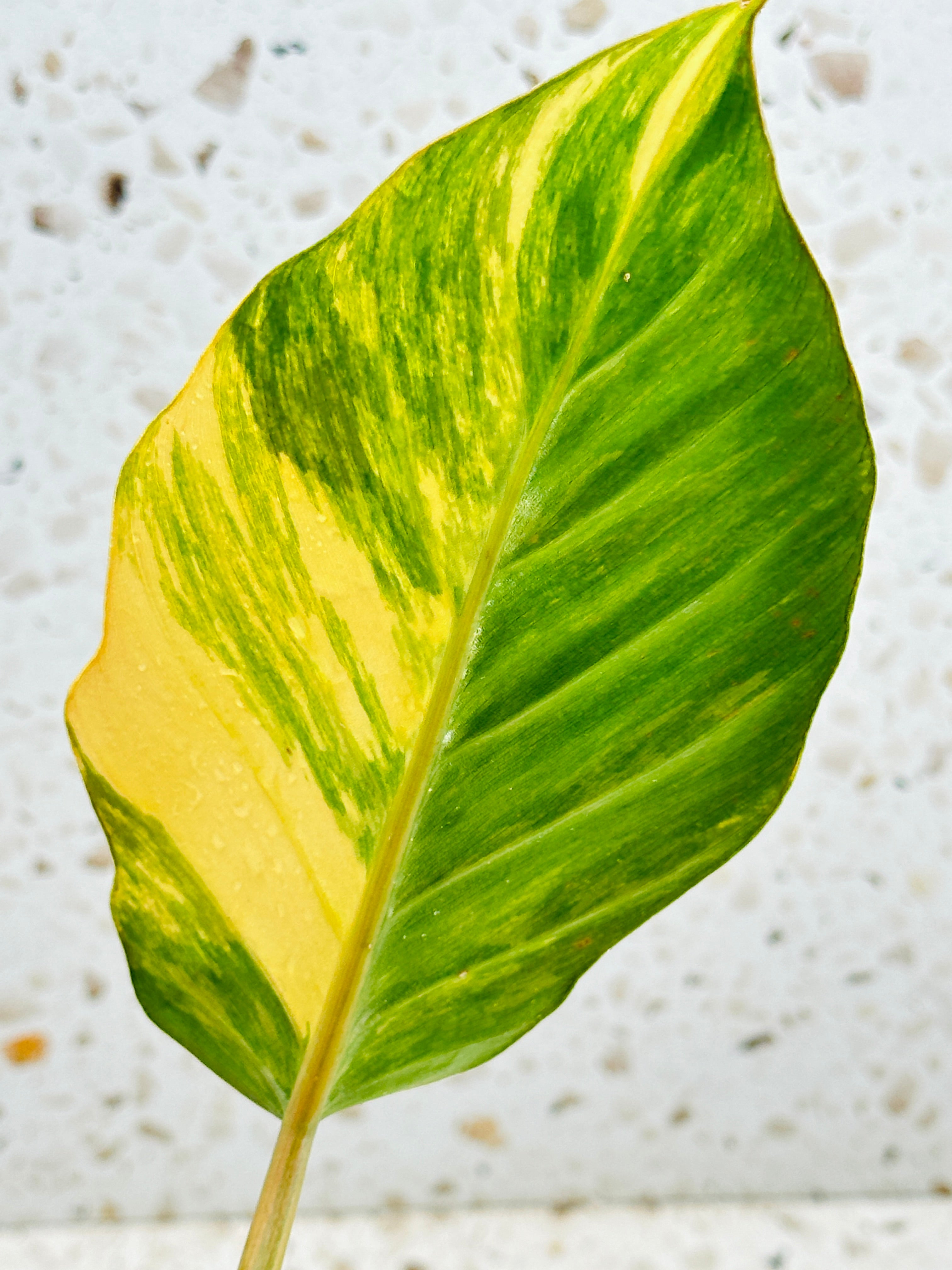 Unicorn: Philodendron Caramel Marble 2 leaves Highly Variegated Top Cutting Slightly Rooted