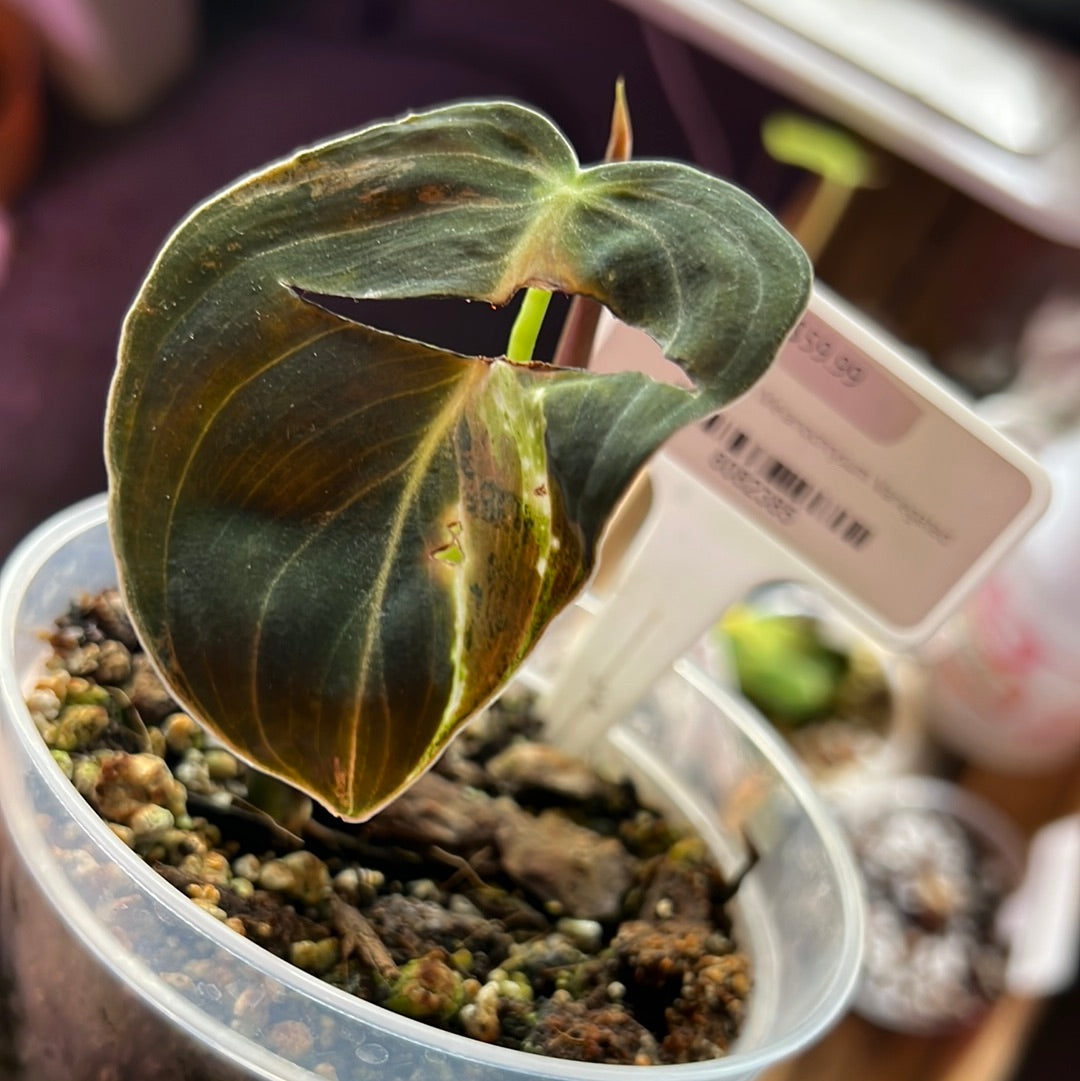 Philodendron Melanochrysum variegated  1 leaf 1 unfurling