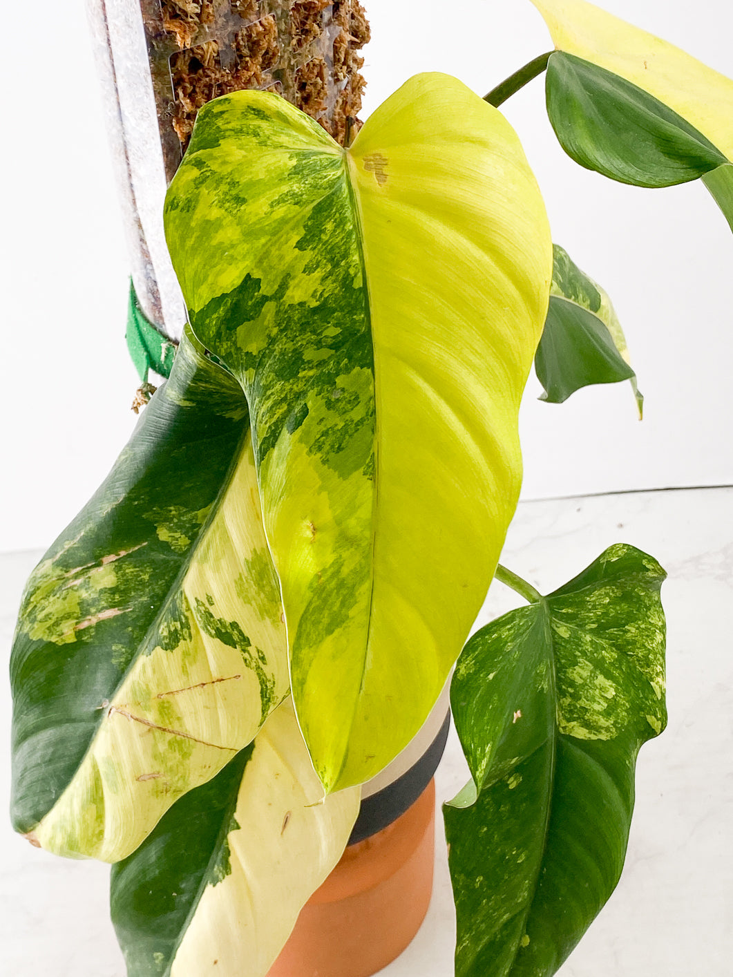 Addon only: Grower Choice: Philodendron Domesticum Variegated double nodes