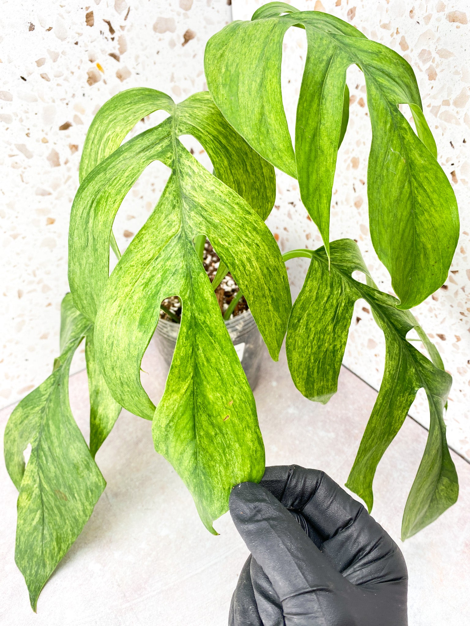 Epipremnum Pinnatum Mint Variegated 1 leaf 1 shoot