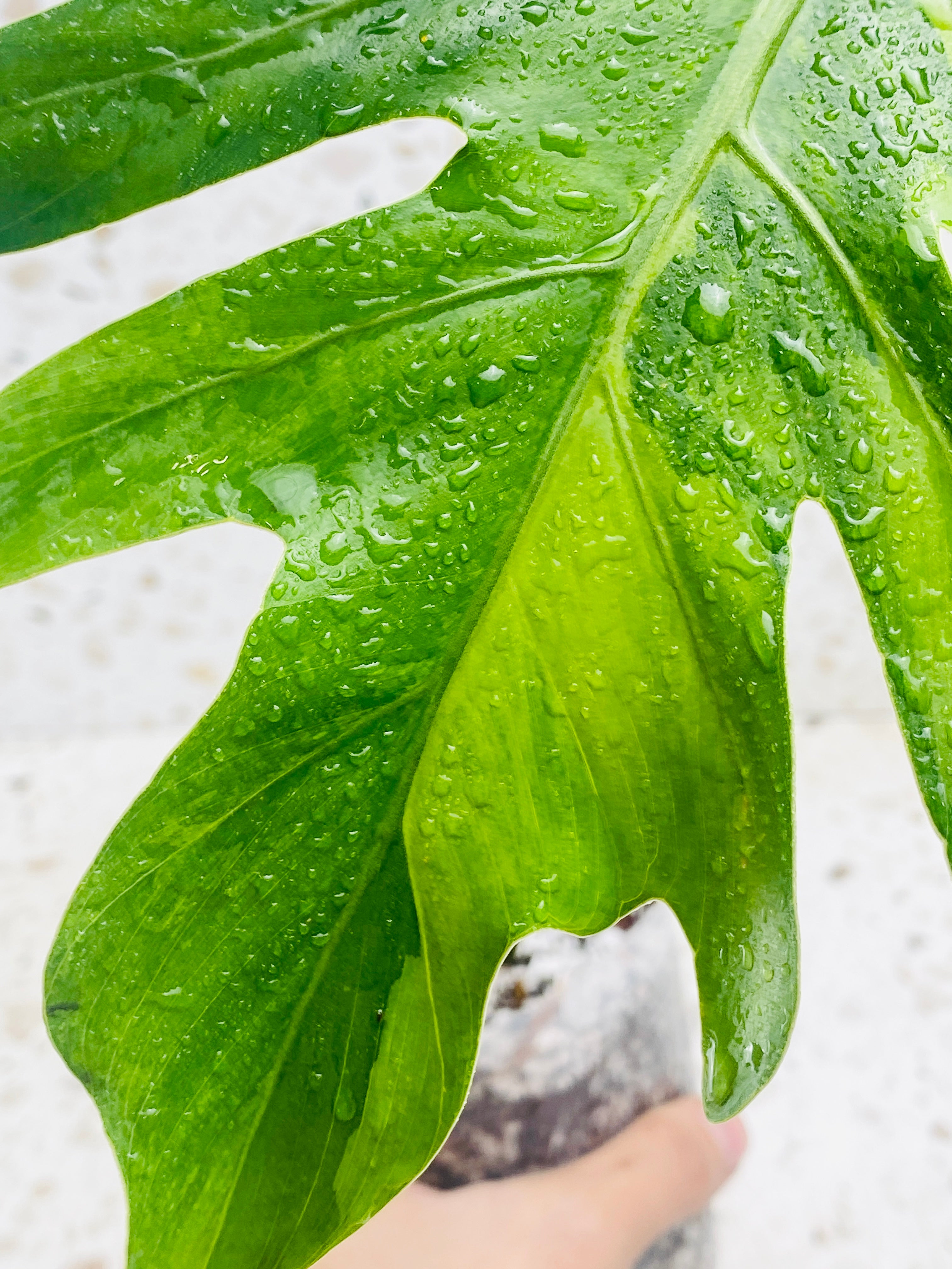 Philodendron Radiatum Variegated (thaumatophyllum radiatum variegated)