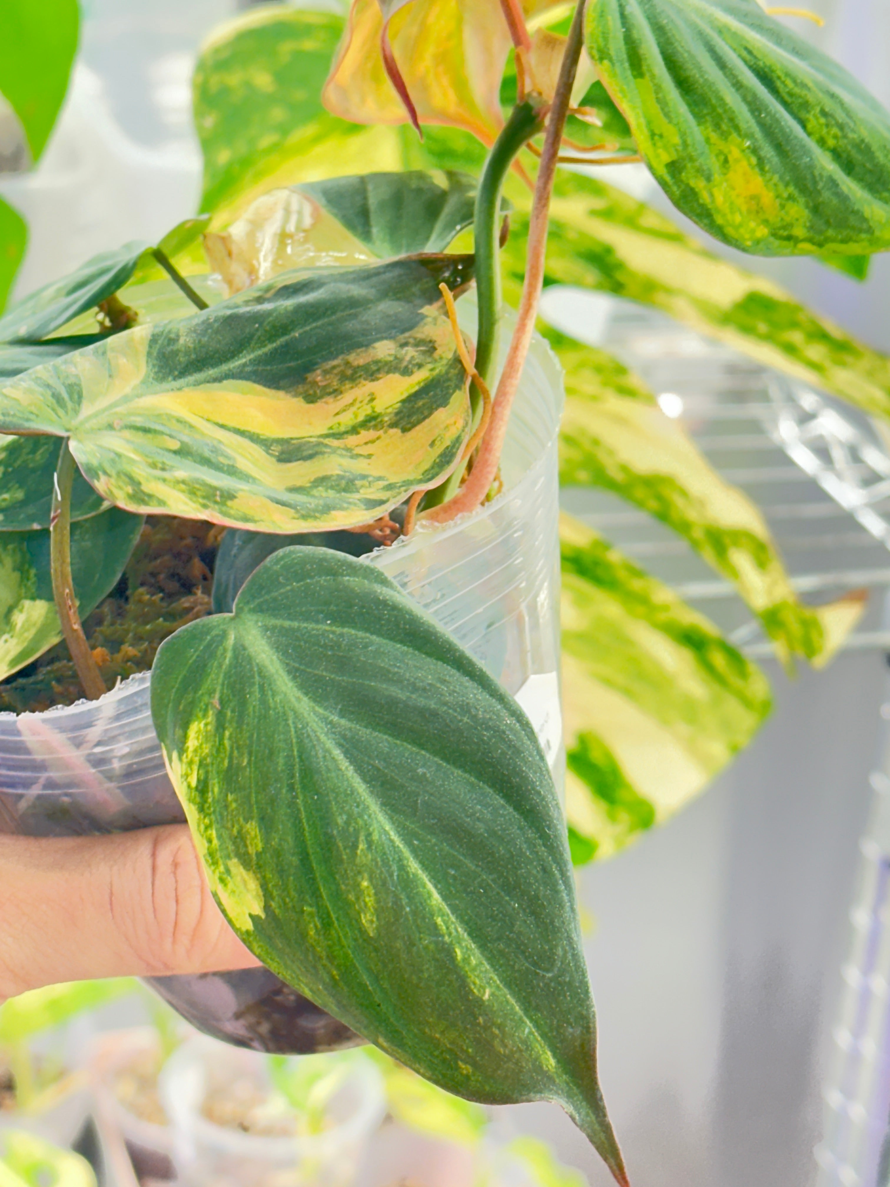 Philodendron Micans Variegated  Multiple Leaves Slightly Rooted