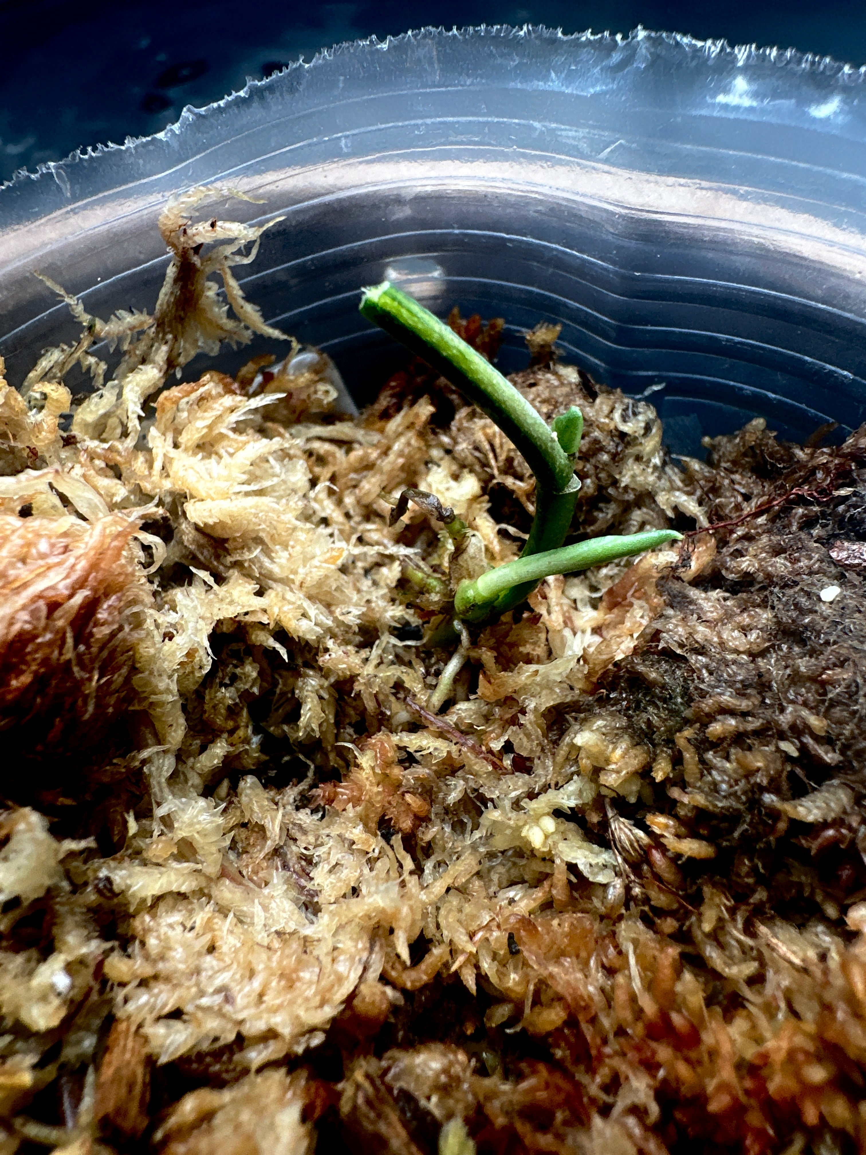 Scindapsus Apolaki Variegated node 2 sprouts