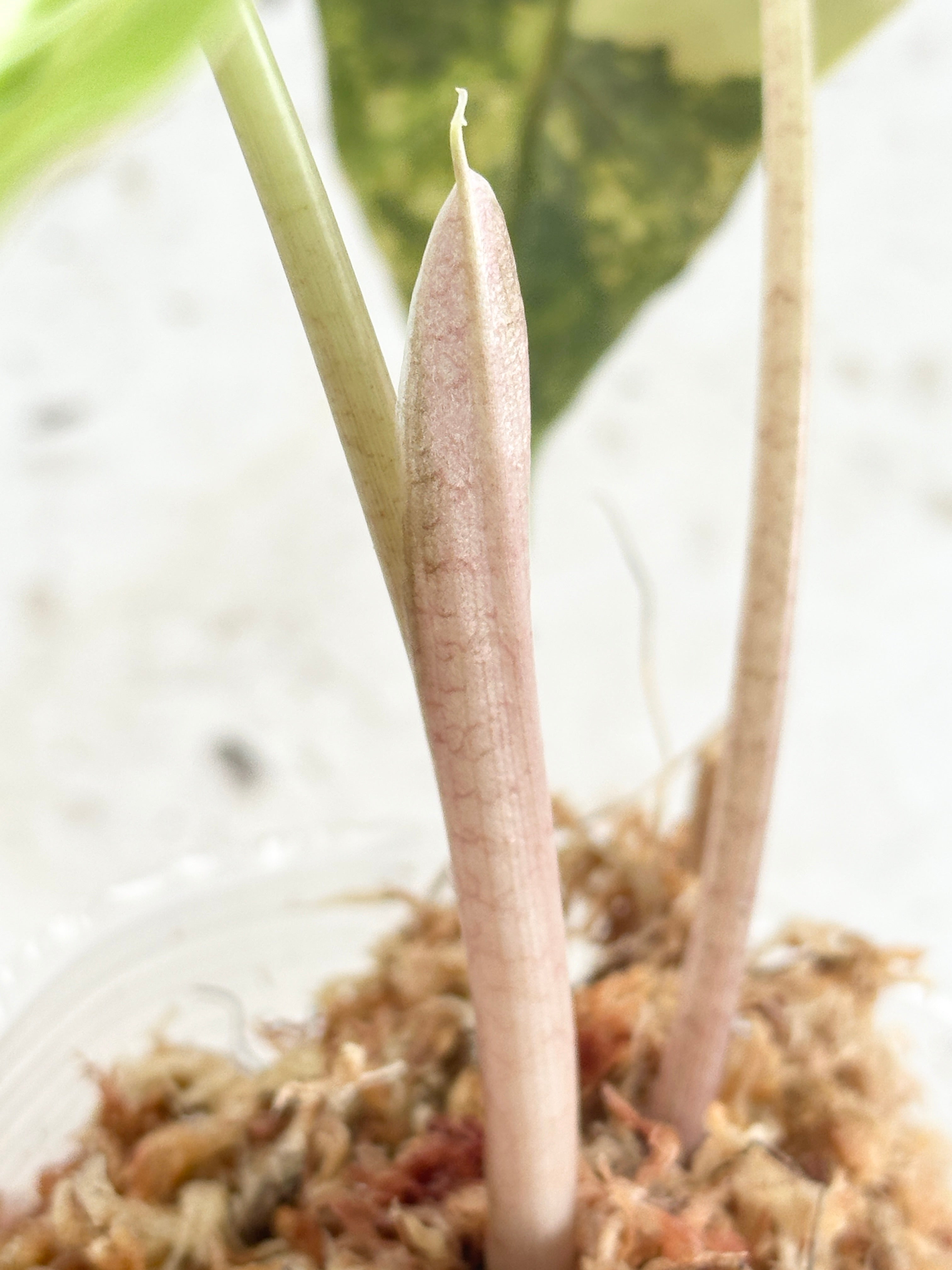 Unicorn: Alocasia Sanderiana Bull Aurea Variegated 2 leaves Top Cutting with 2 more sprout haven't harvested