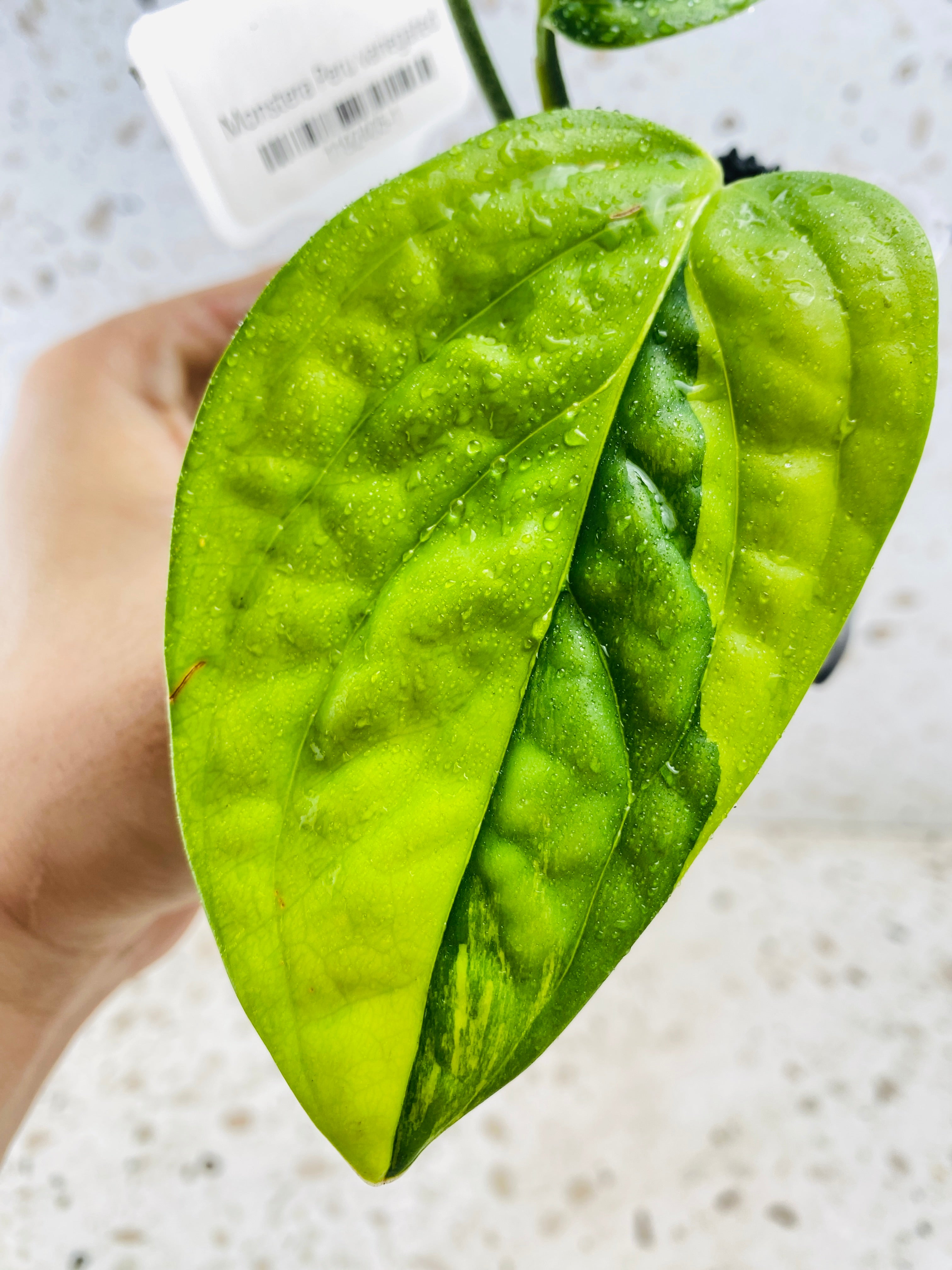 Monstera Peru Variegated 2 leaves Top Cutting 1 sprout