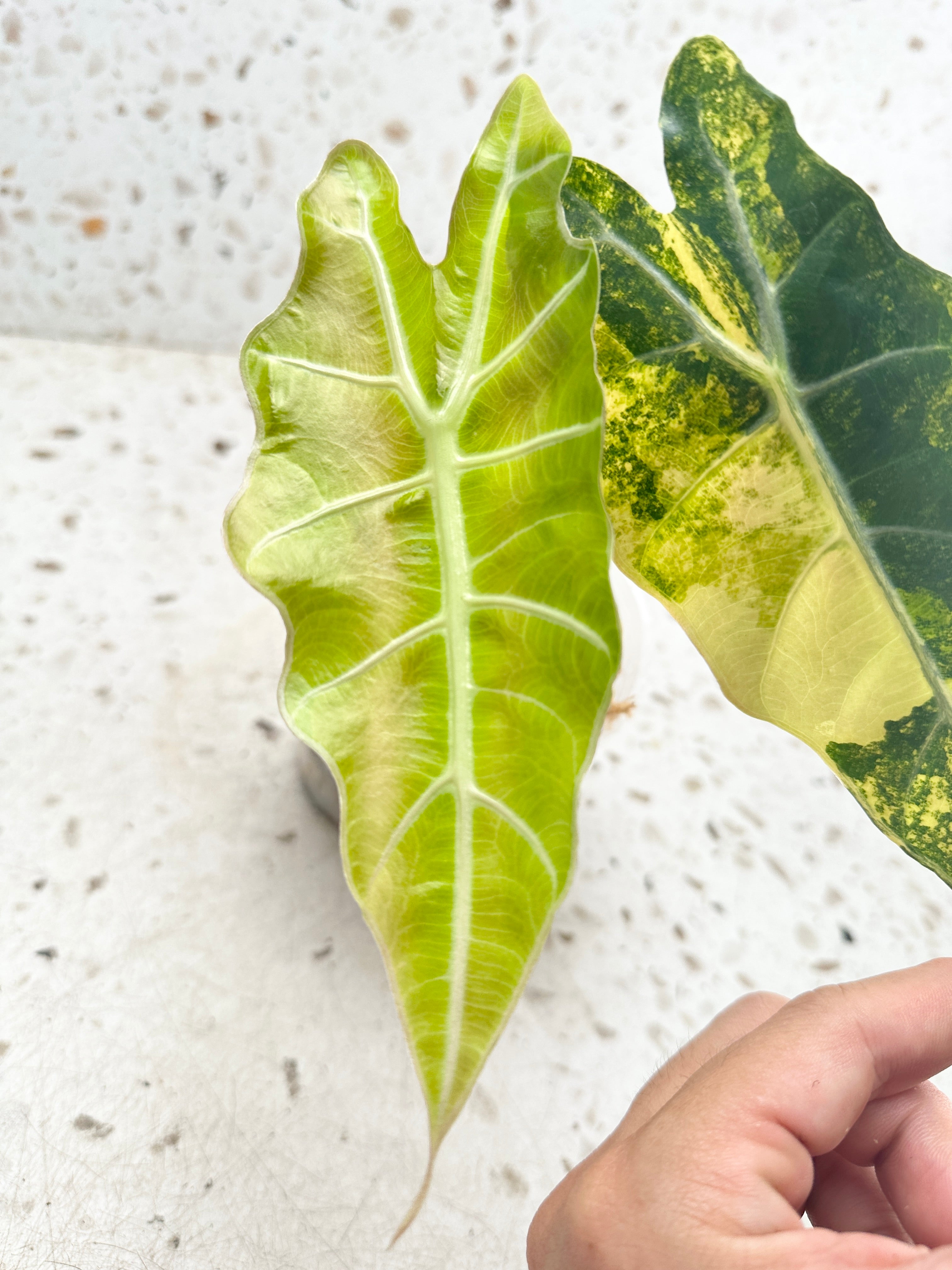 Unicorn: Alocasia Sanderiana Bull Aurea Variegated 2 leaves Top Cutting with 2 more sprout haven't harvested