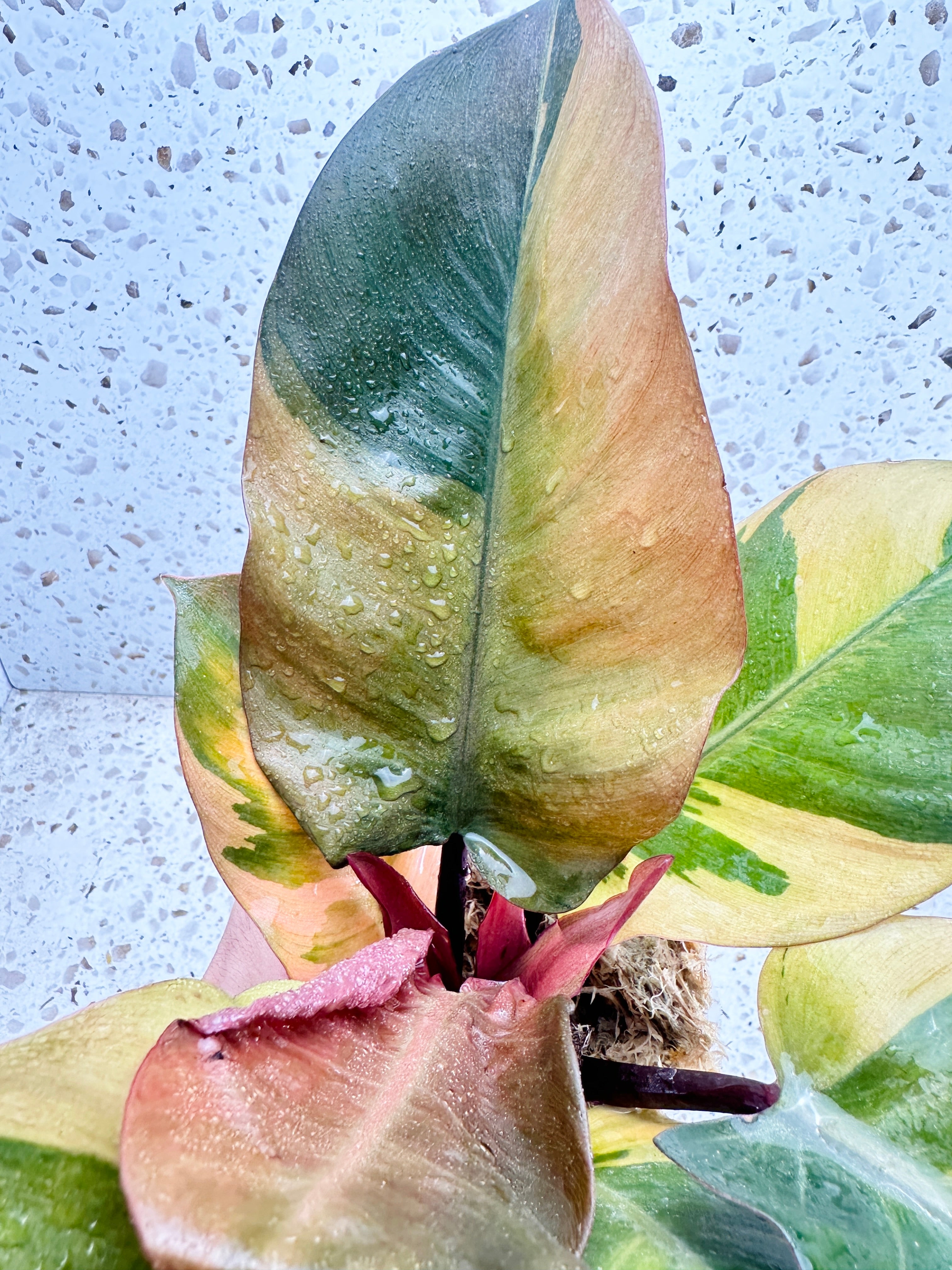 Unicorn: Philodendron Black Cardinal Variegated multiple leaves top cutting (slightly rooted)