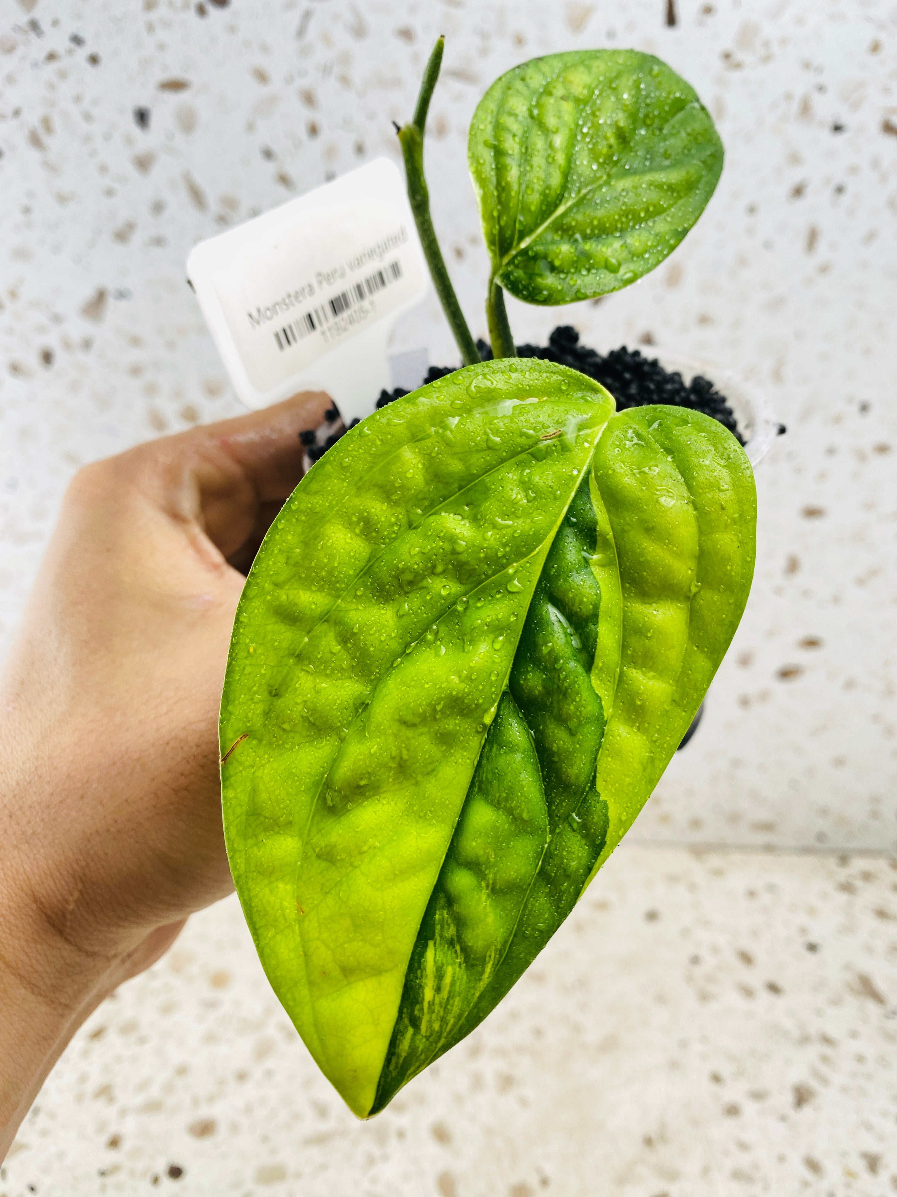 Monstera Peru Variegated 2 leaves Top Cutting 1 sprout