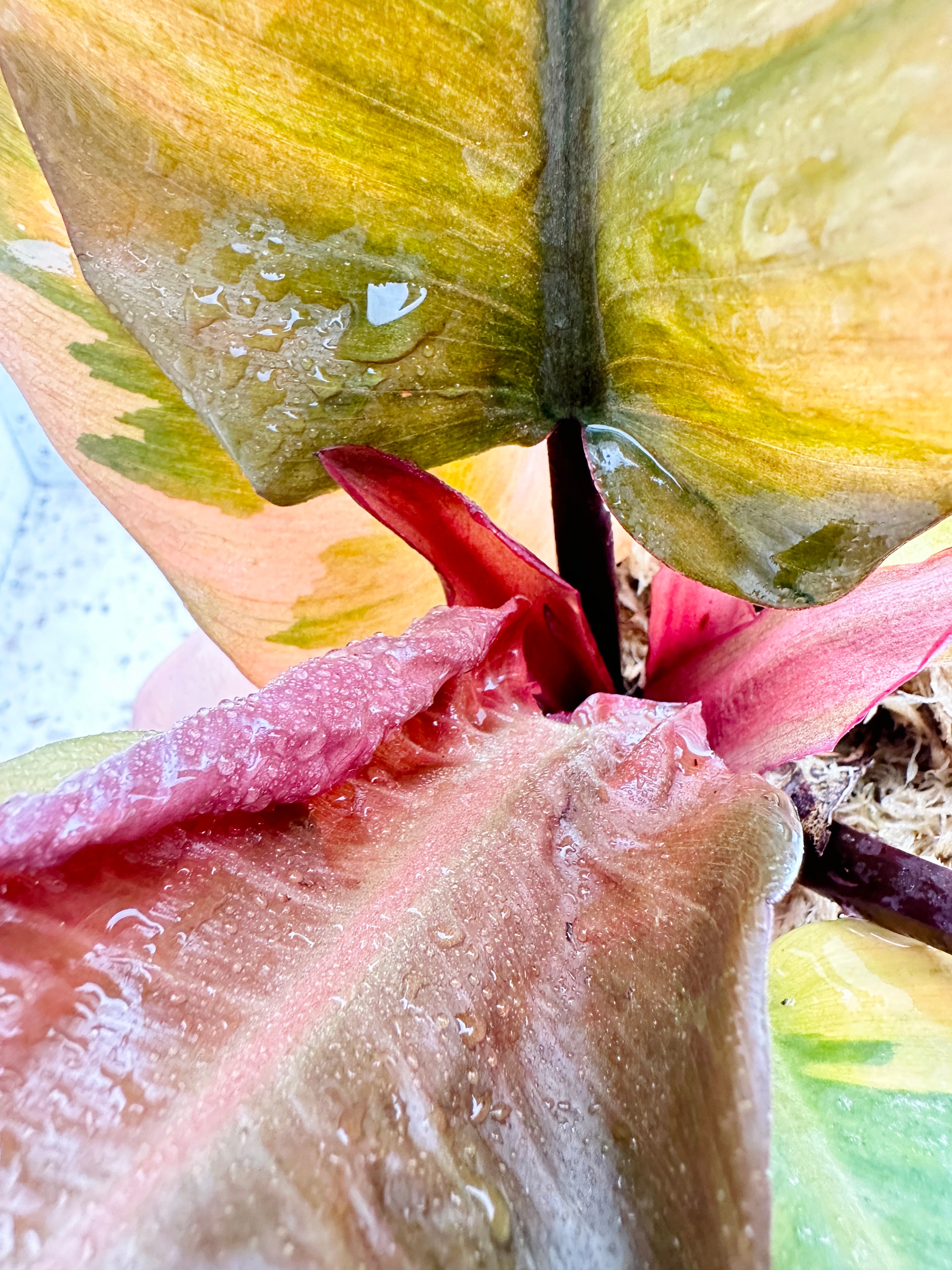 Unicorn: Philodendron Black Cardinal Variegated multiple leaves top cutting (slightly rooted)