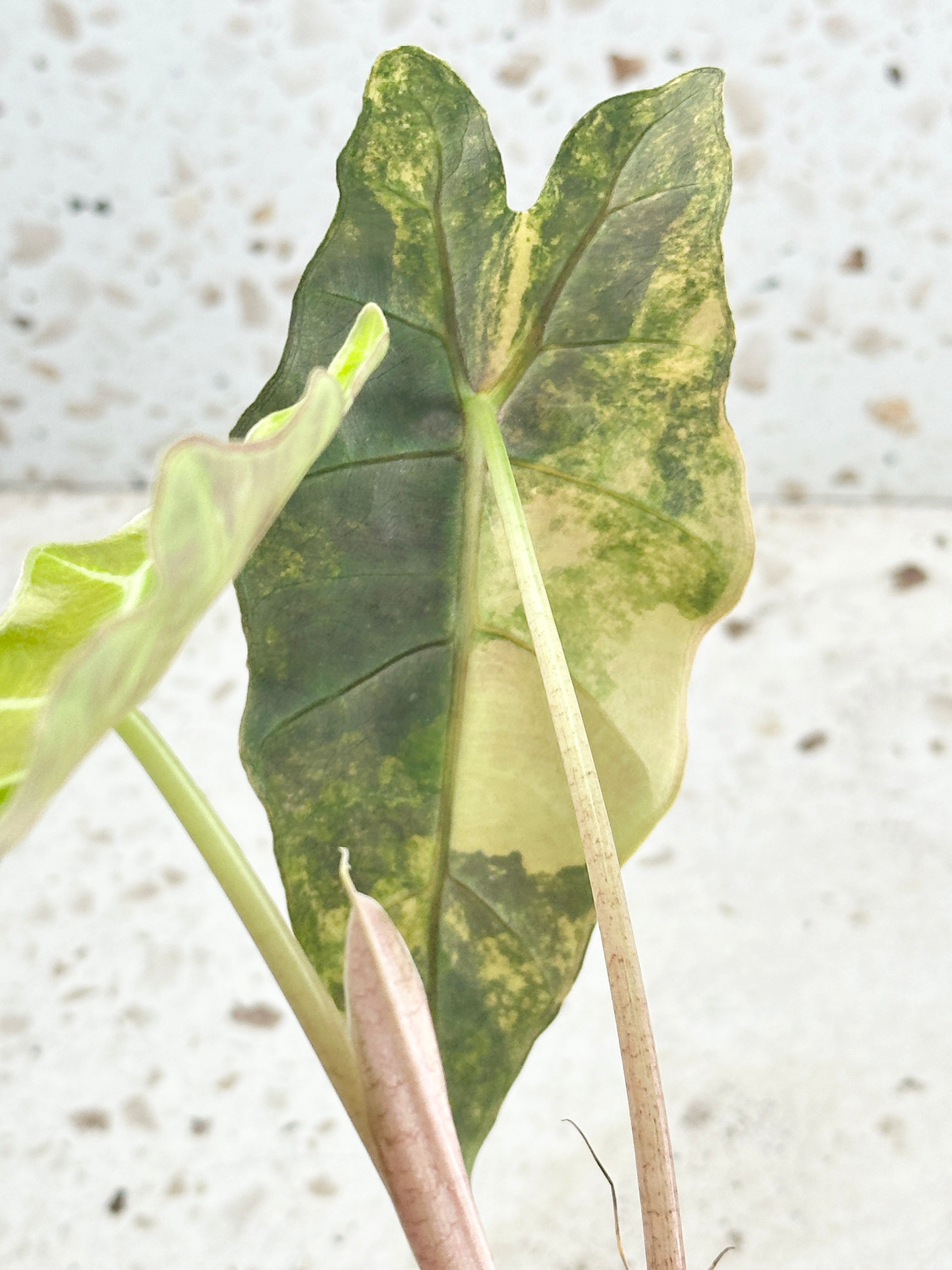 Unicorn: Alocasia Sanderiana Bull Aurea Variegated 2 leaves Top Cutting with 2 more sprout haven't harvested