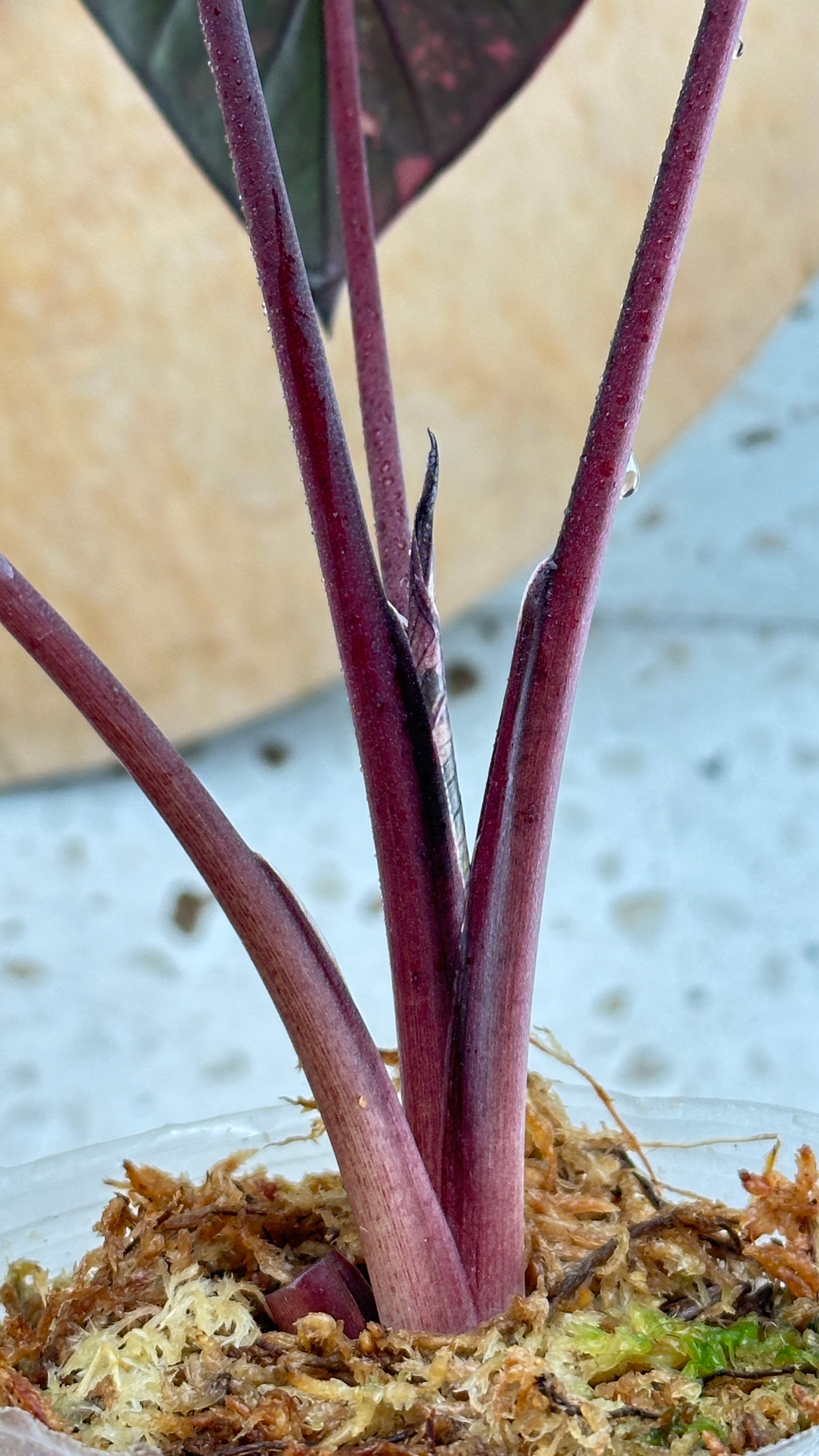 Alocasia Serendipity Pink Variegated