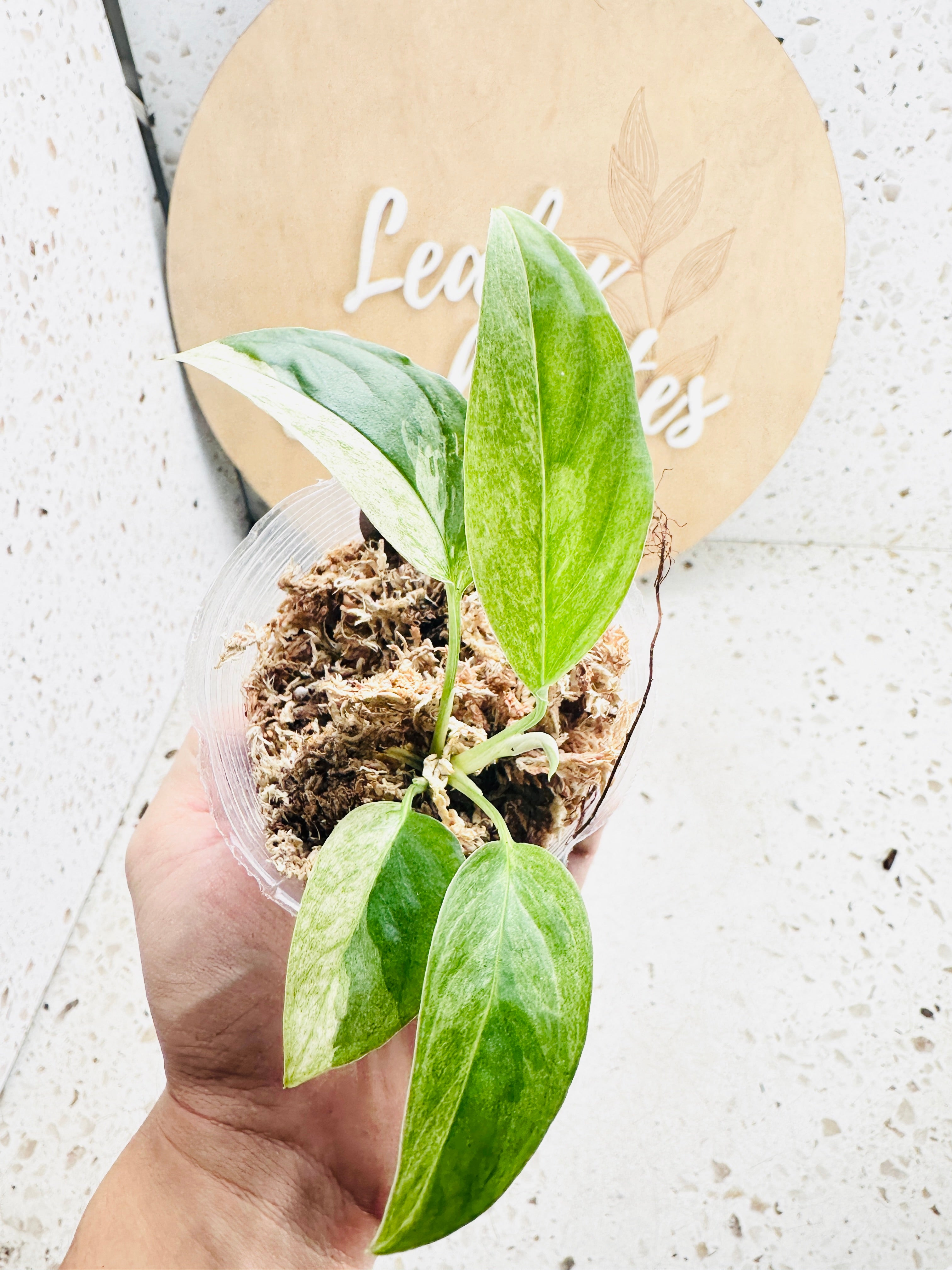 Monstera Laniata Variegated  multiple leaves