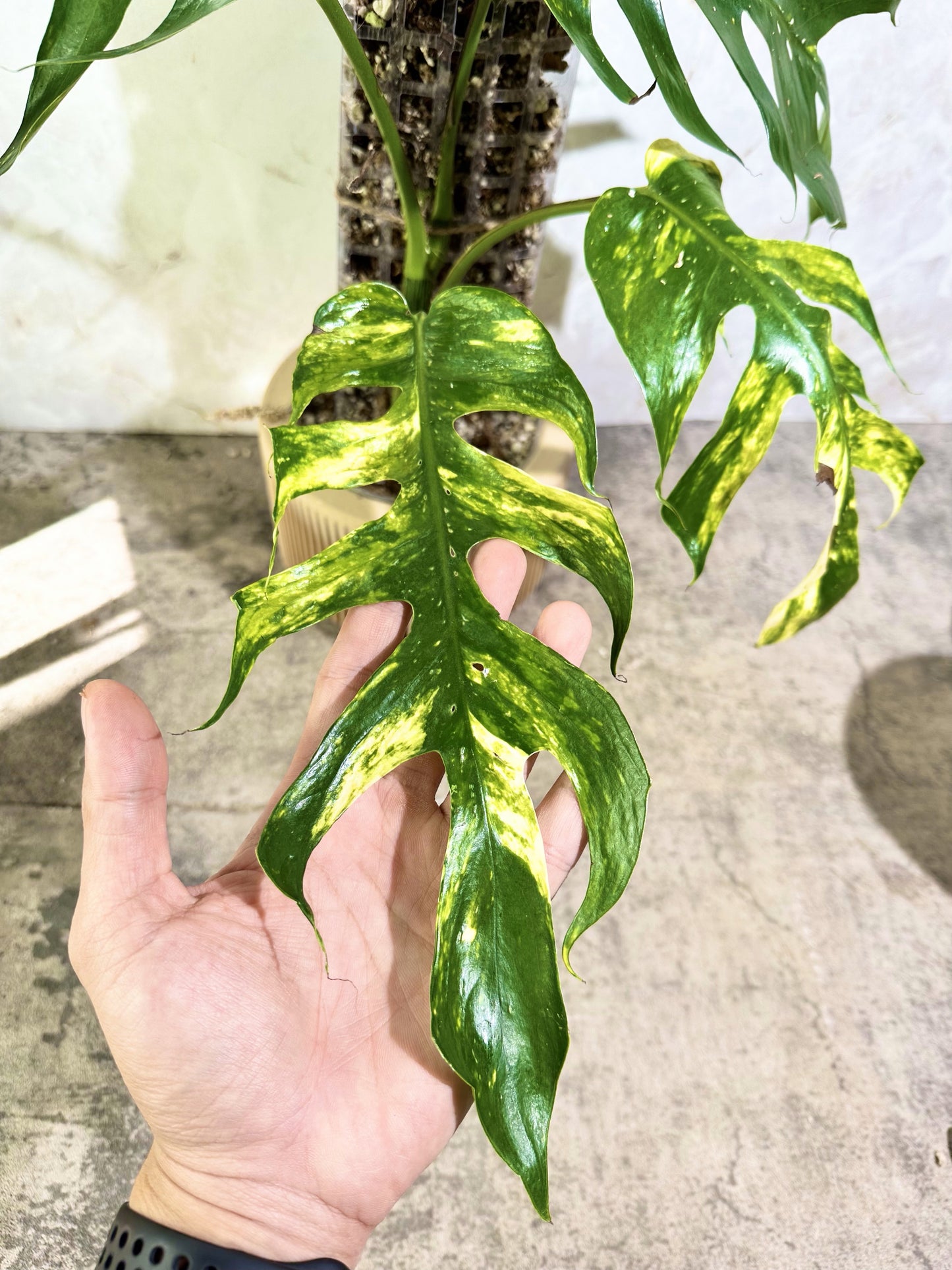 Epipremnum Golden Flame 1 leaf 1 sprout rooting top cut