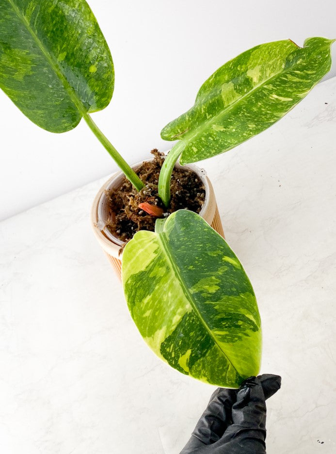 Philodendron Green Congo Variegated Nuclear 2 leaf sprout