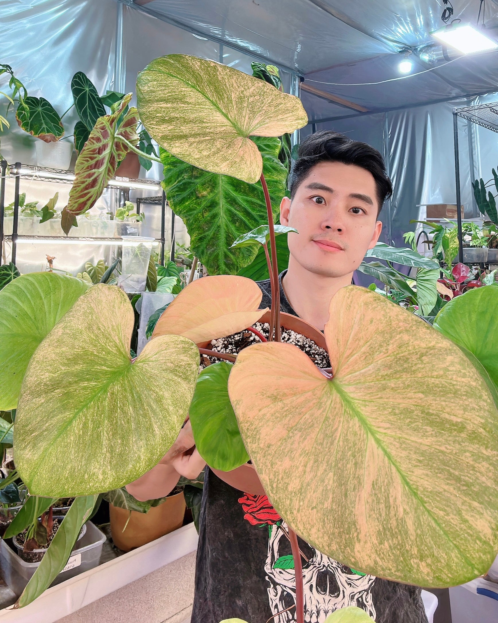 Homalomena Rubescens Mint 4 leaf top cutting highly variegated