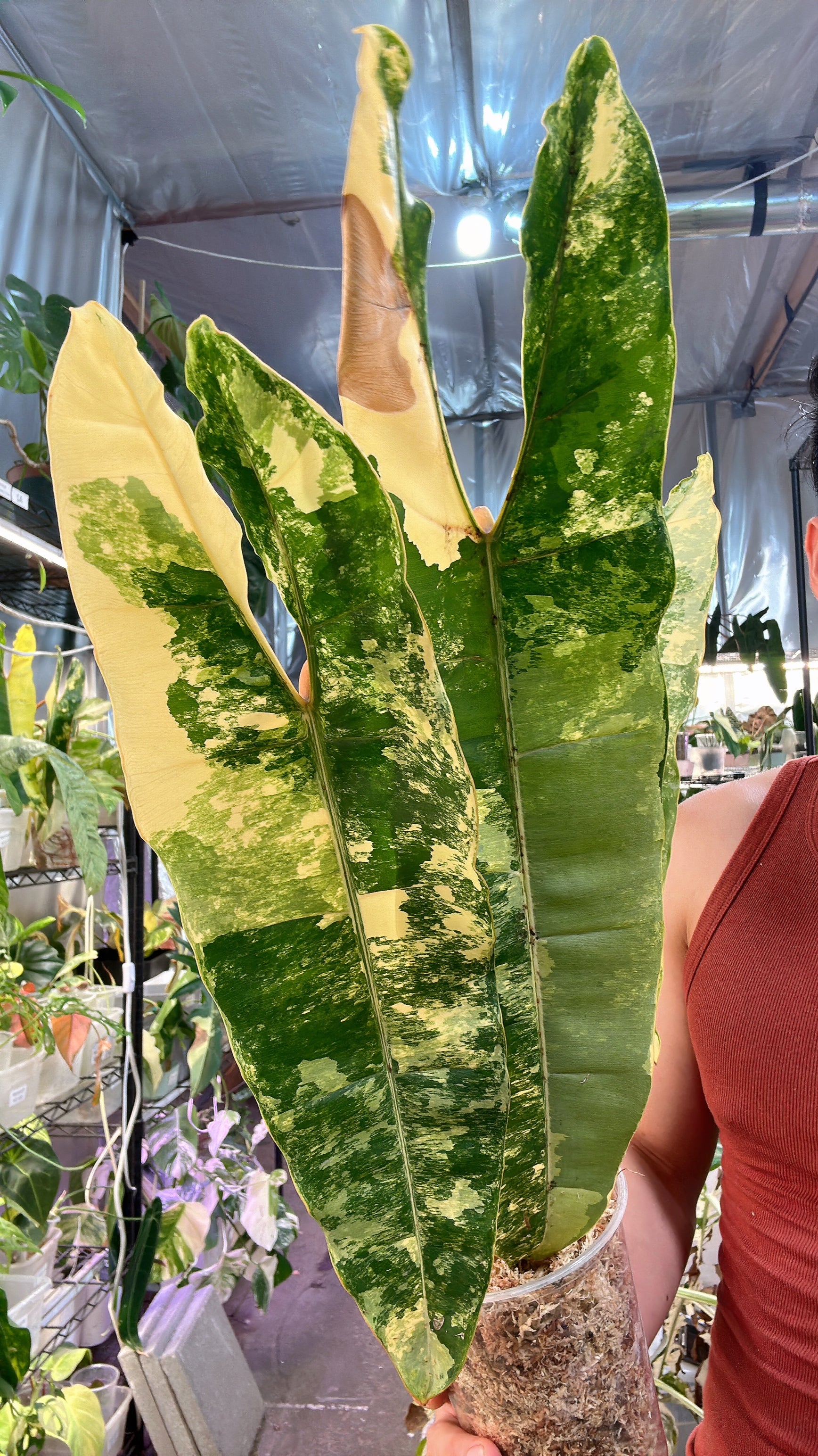 Unicorn: Philodendron Billietiae Variegated 5 big leaves Highly Variegated (Rooting)