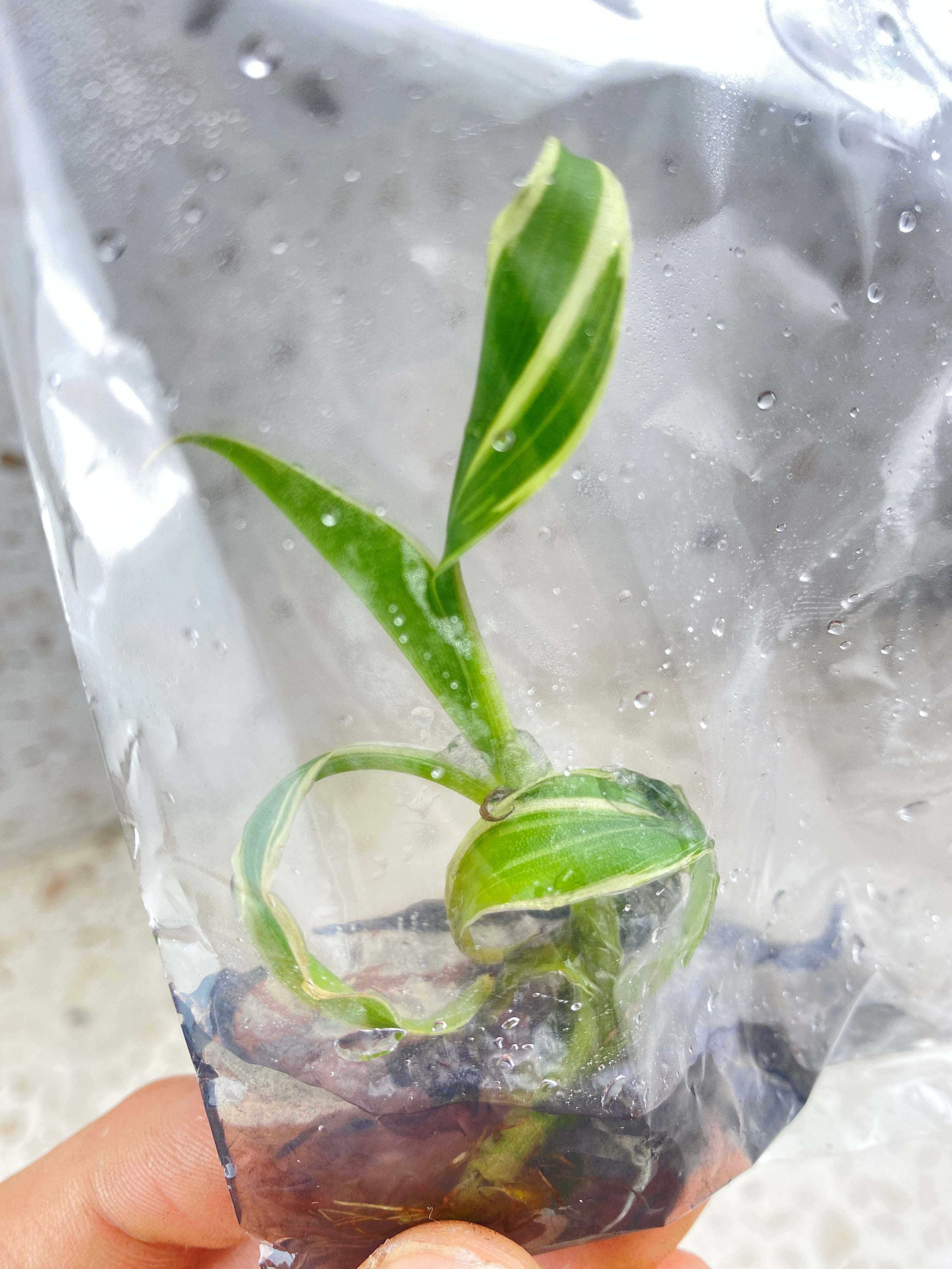 Musa Nono tissue culture 1 plant