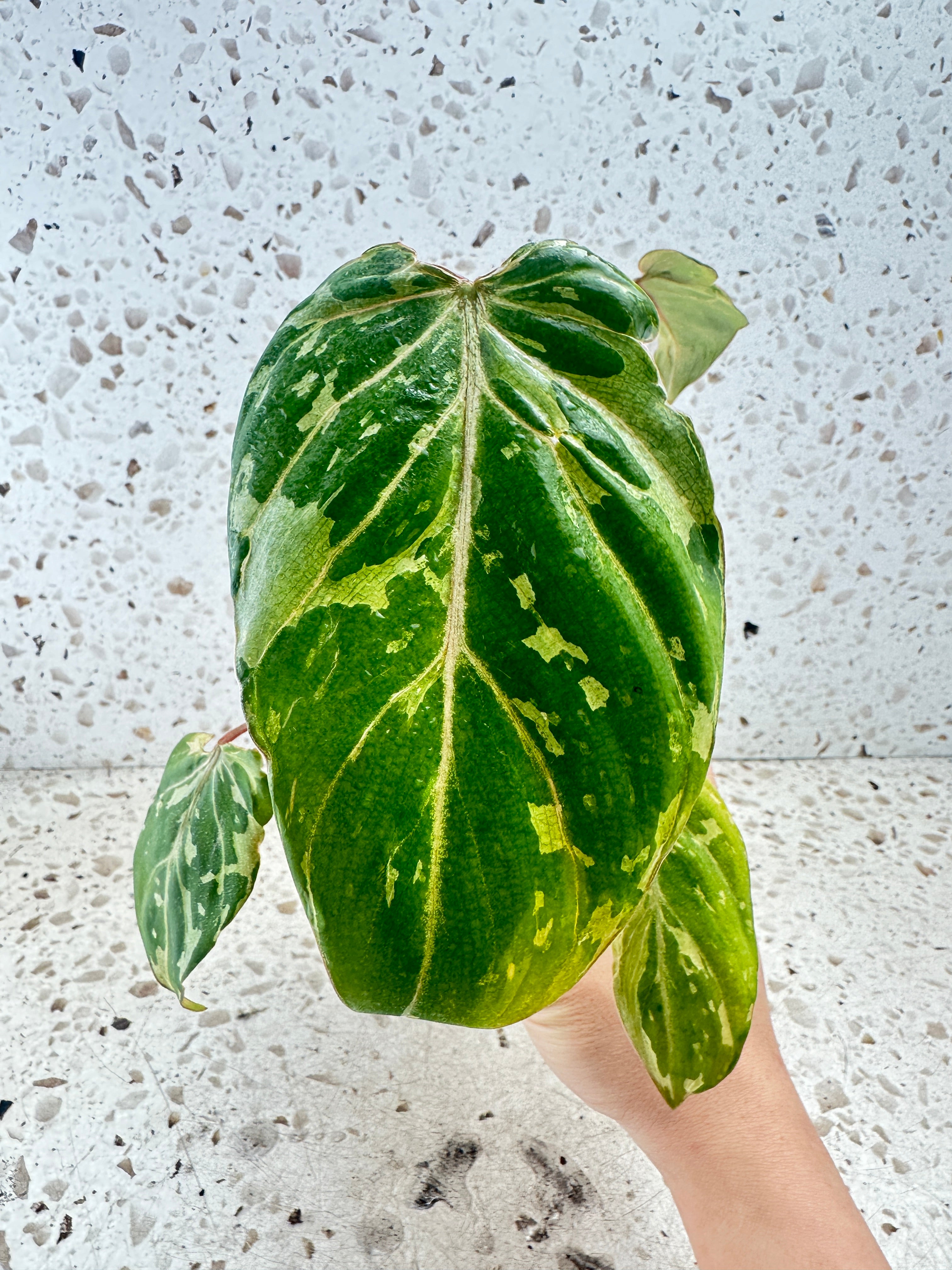 Philodendron Gloriosum Snow Leopard