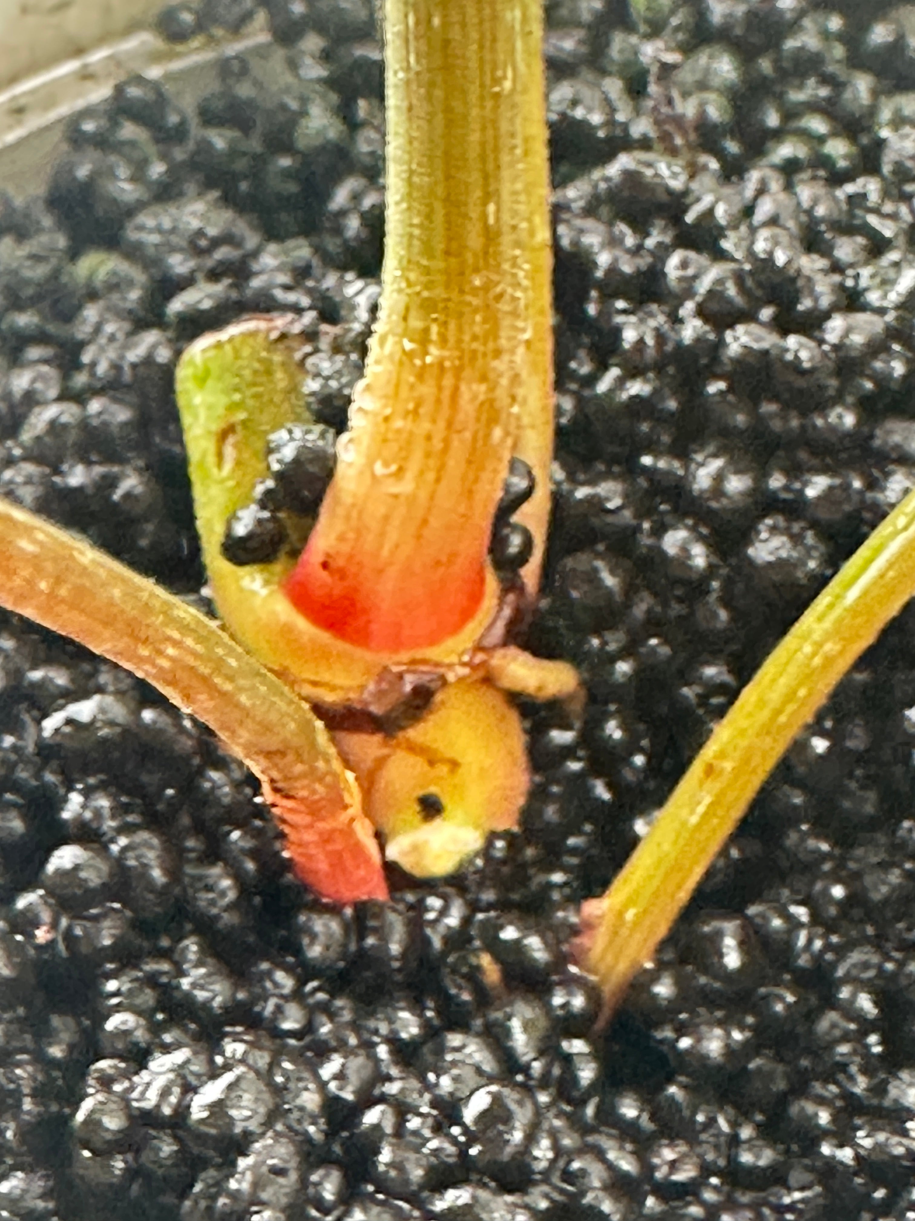 Philodendron Gloriosum Snow Leopard