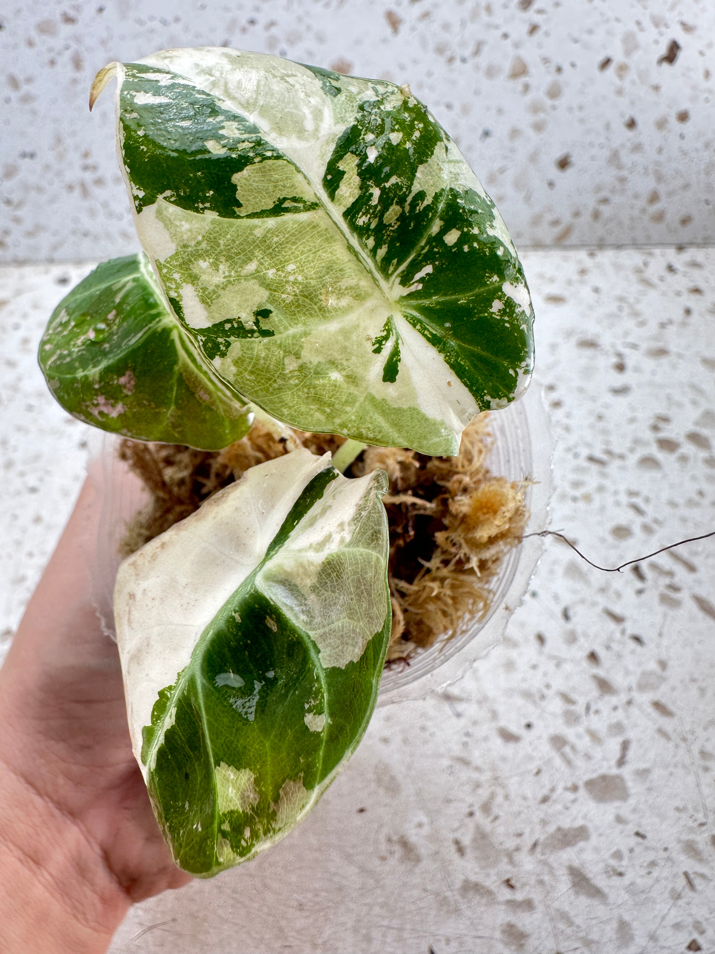 Unicorn: Alocasia Black Velvet Pink Variegated 3 leaves Slightly Rooted