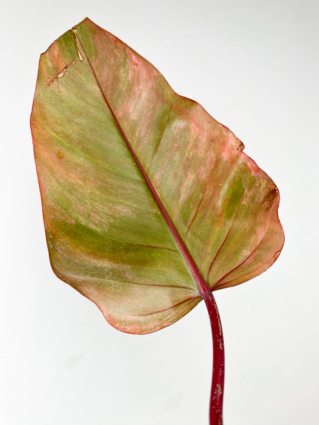 Combo Deal! Philodendron Strawberry Shake and Philodendron Pink Princess