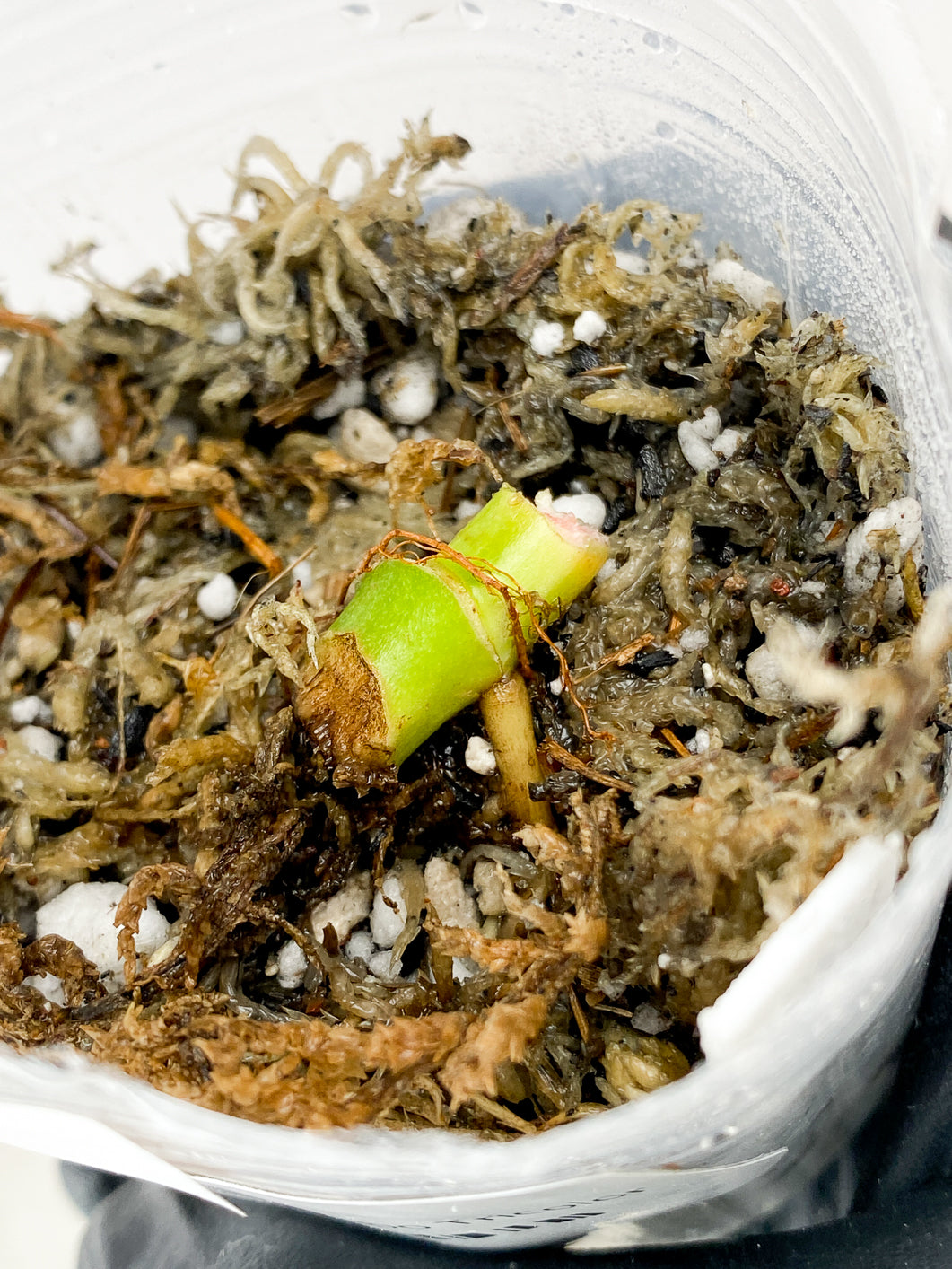 Combo Deal! Scindapsus Snake Scale and Monstera Adansonii Albo Tricolor Node